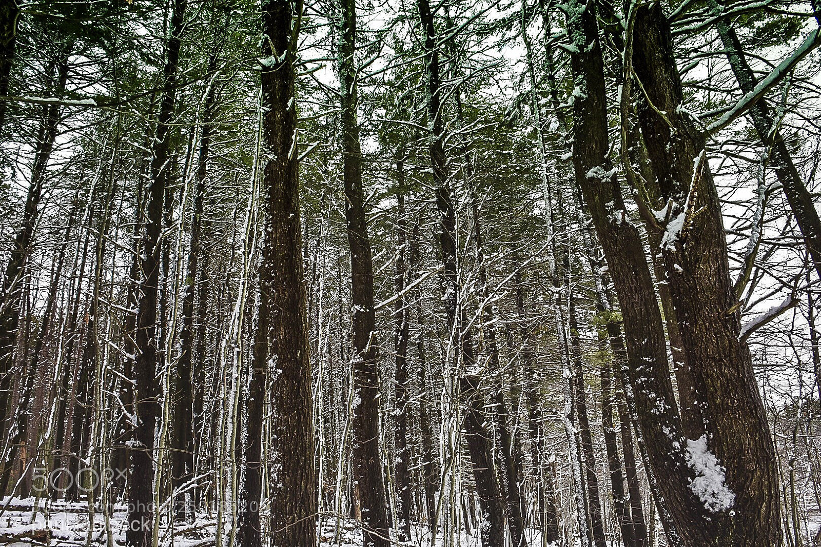 Nikon D7200 sample photo. Still winter photography