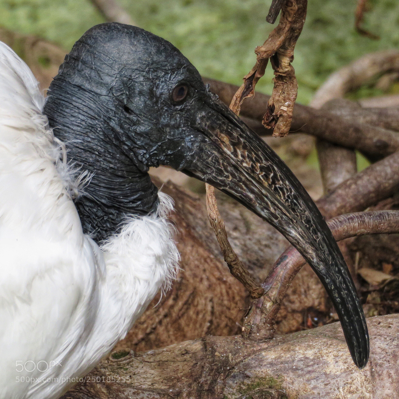 Canon PowerShot SX720 HS sample photo. Sacred ibis photography