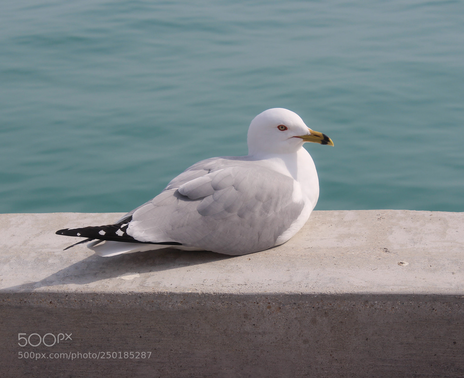 Canon EOS 600D (Rebel EOS T3i / EOS Kiss X5) sample photo. Gull at pier photography