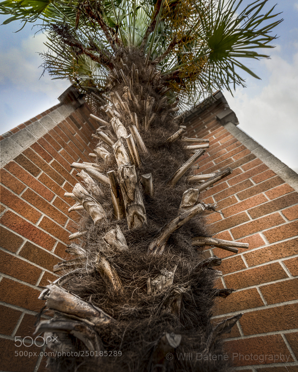 Nikon D810 sample photo. Palm photography
