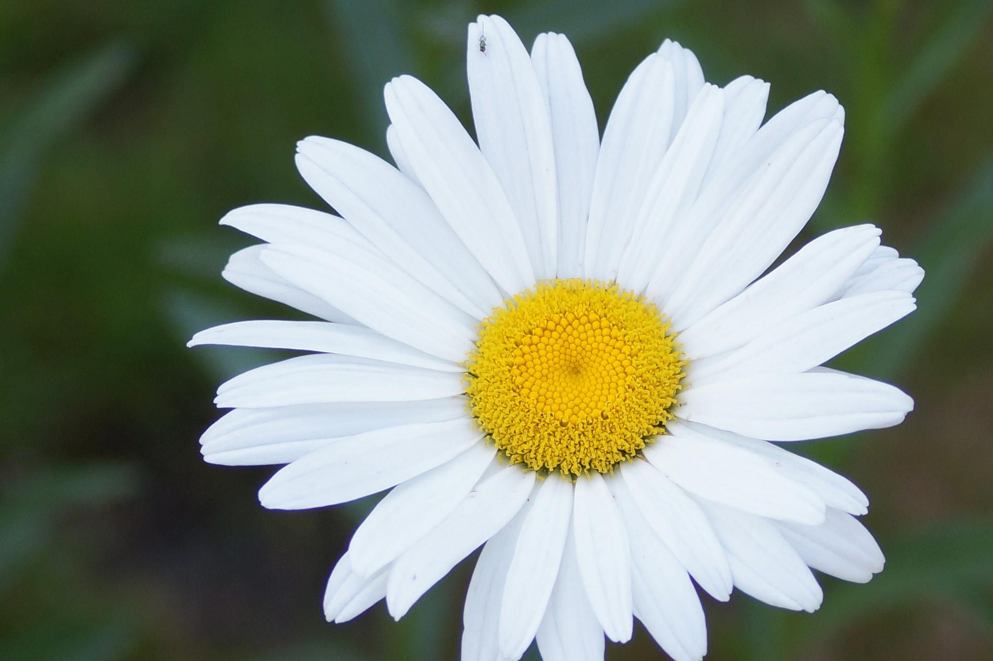 Sony DT 55-200mm F4-5.6 SAM sample photo. Buity photography