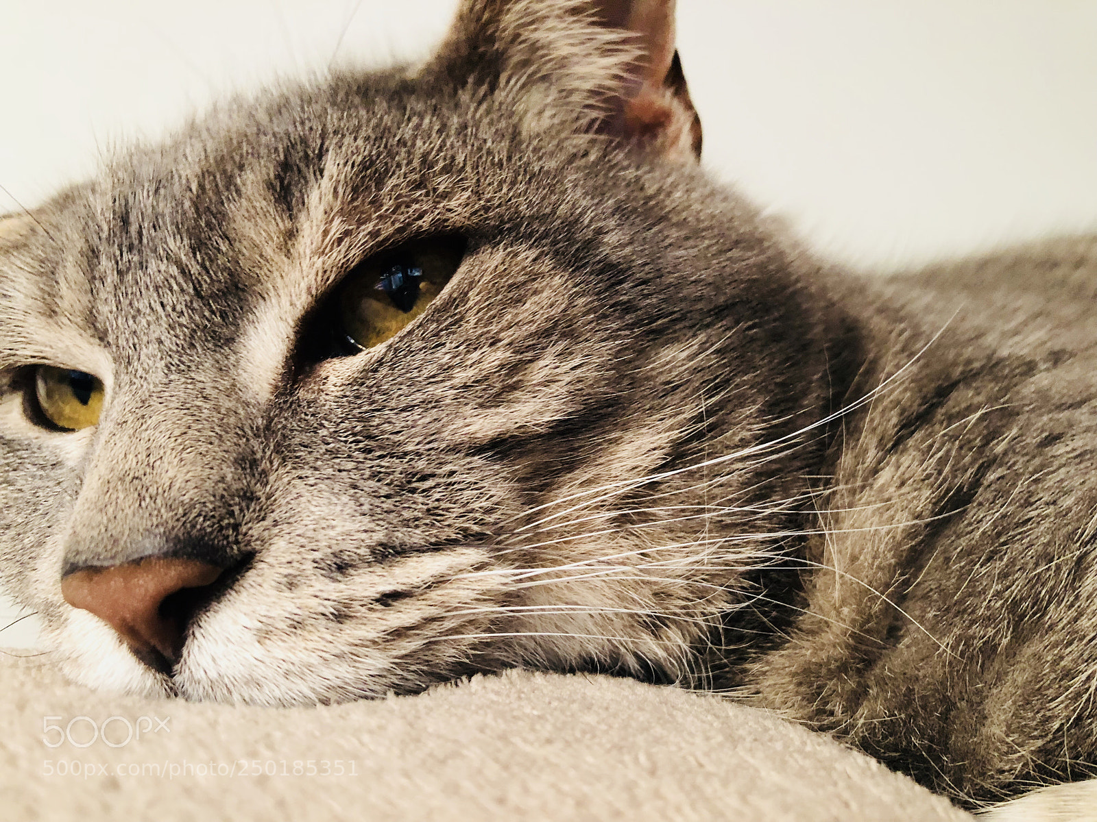 Apple iPhone 8 sample photo. Cat hair photography