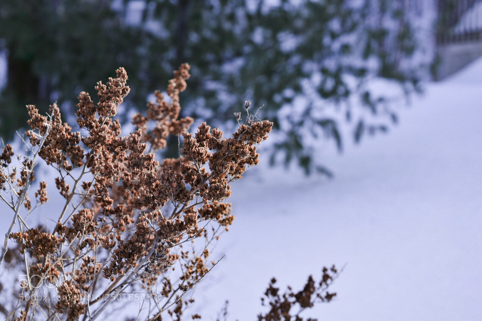 Nikon D5300 sample photo. Winter spirit photography