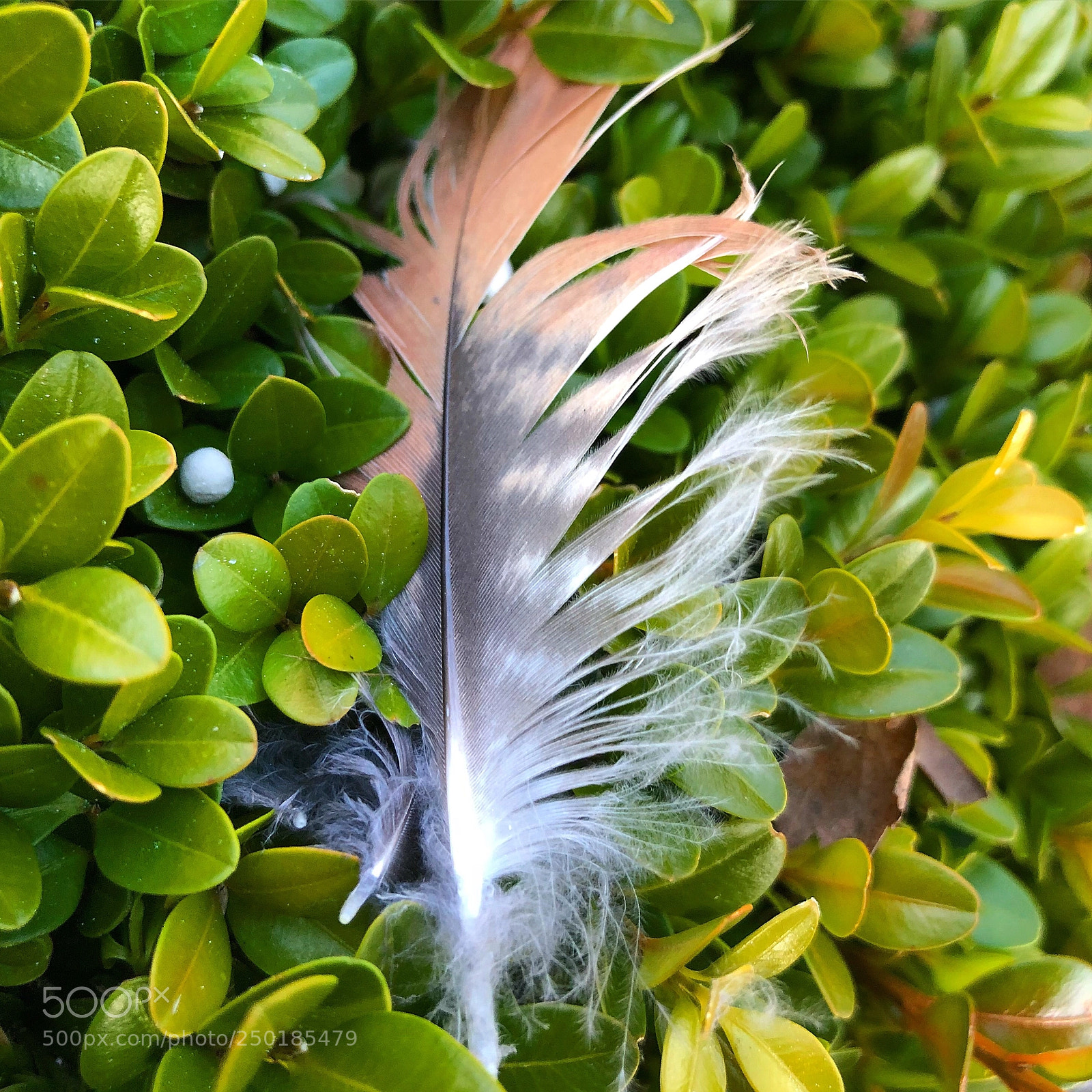 Apple iPhone 8 Plus sample photo. Birdsfeather photography