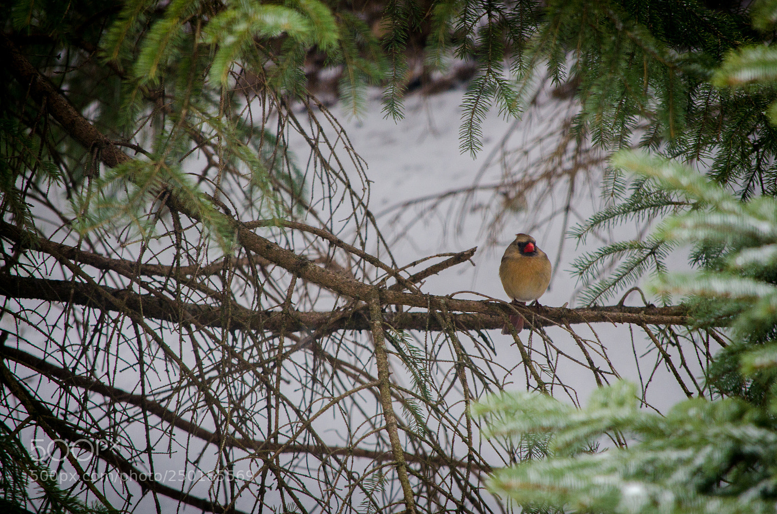 Nikon D5100 sample photo. Cardinal in snow 3 photography