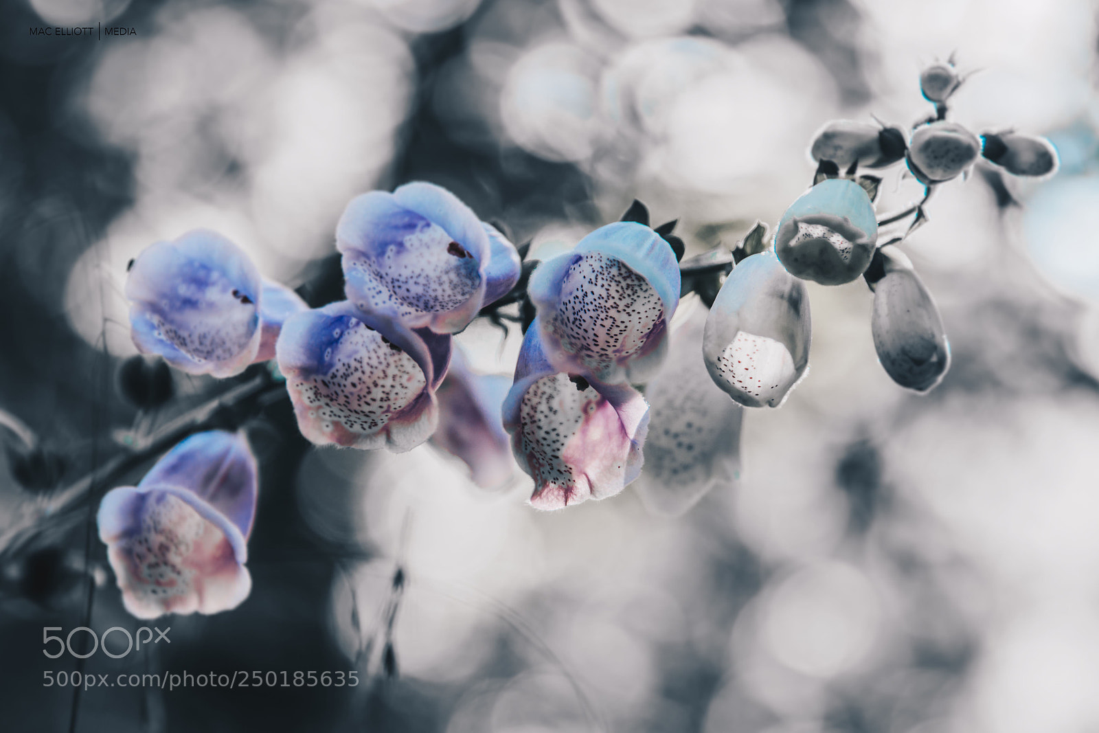 Canon EOS 5D Mark IV sample photo. The little blue bells photography