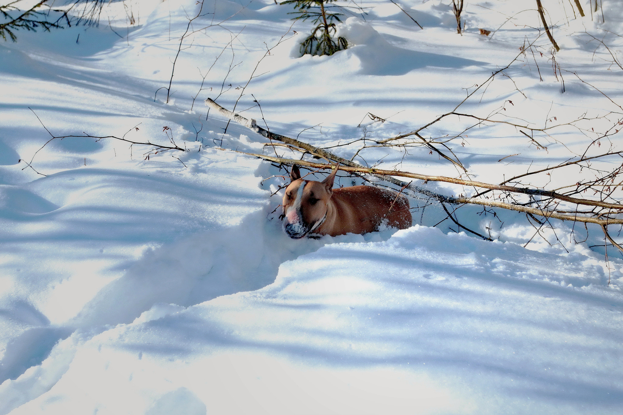 Canon EOS sample photo. Hot bullterrier photography