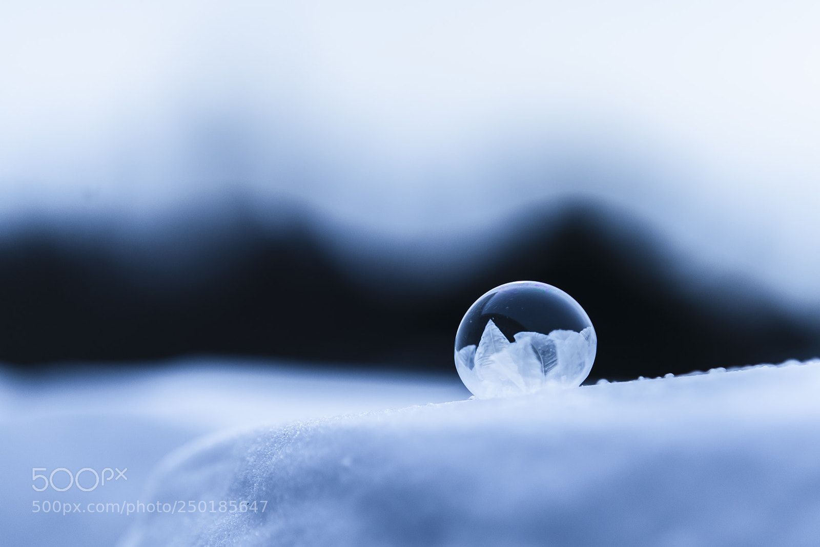 Nikon D800 sample photo. Frozen forests photography