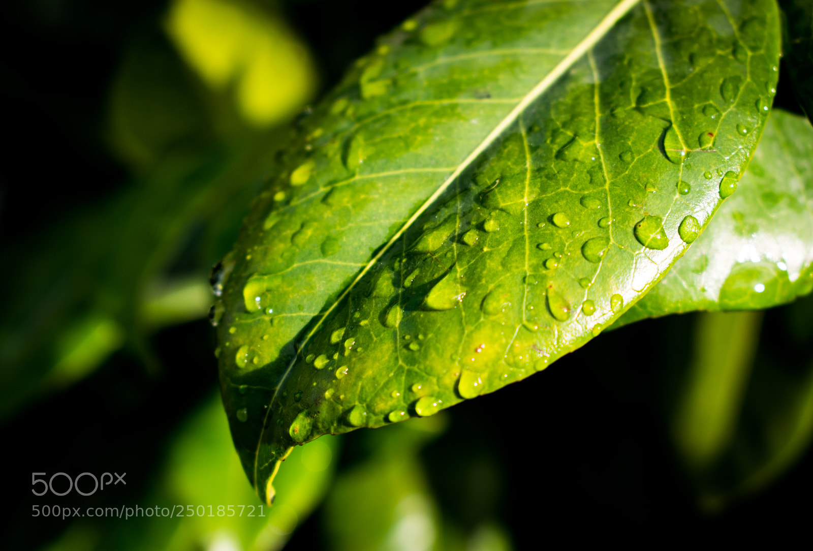 Nikon D3400 sample photo. Rain drops photography