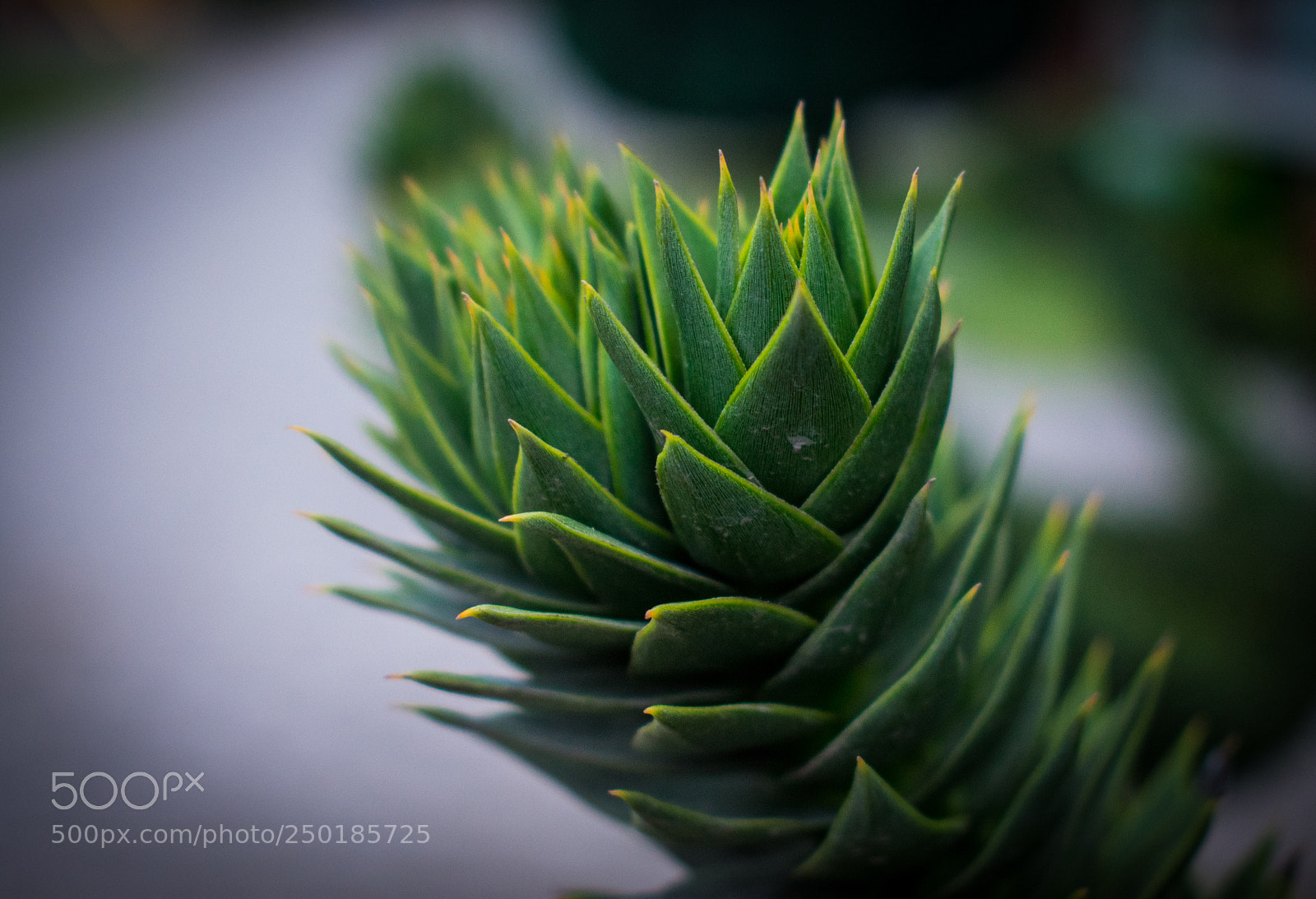 Nikon D3400 sample photo. Growth photography