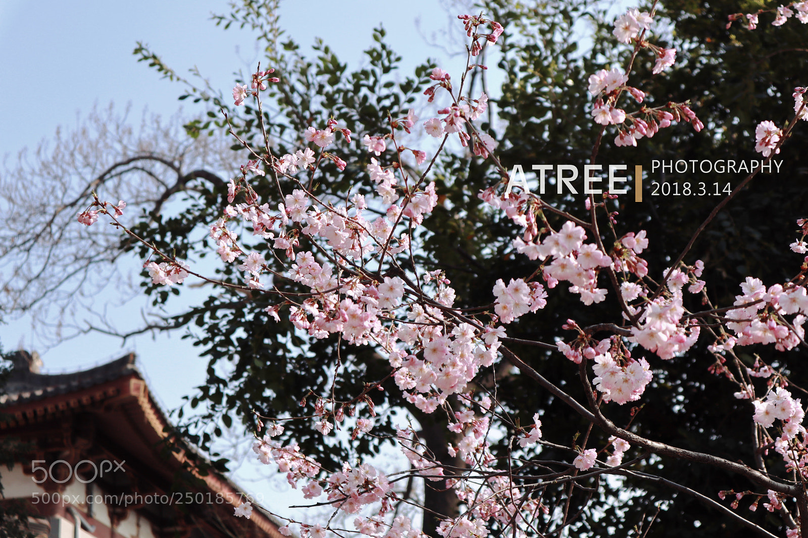 Canon EOS M5 sample photo. 三月芬芳 photography