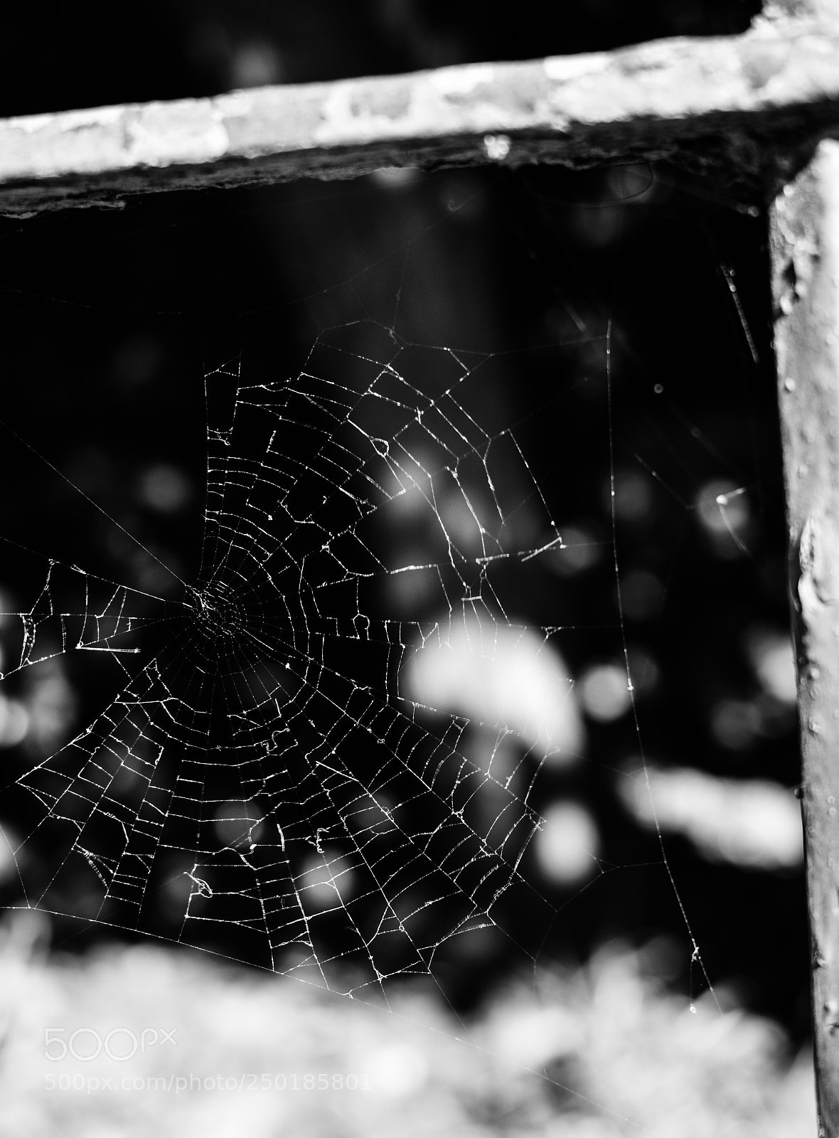Nikon D3400 sample photo. Spidey photography