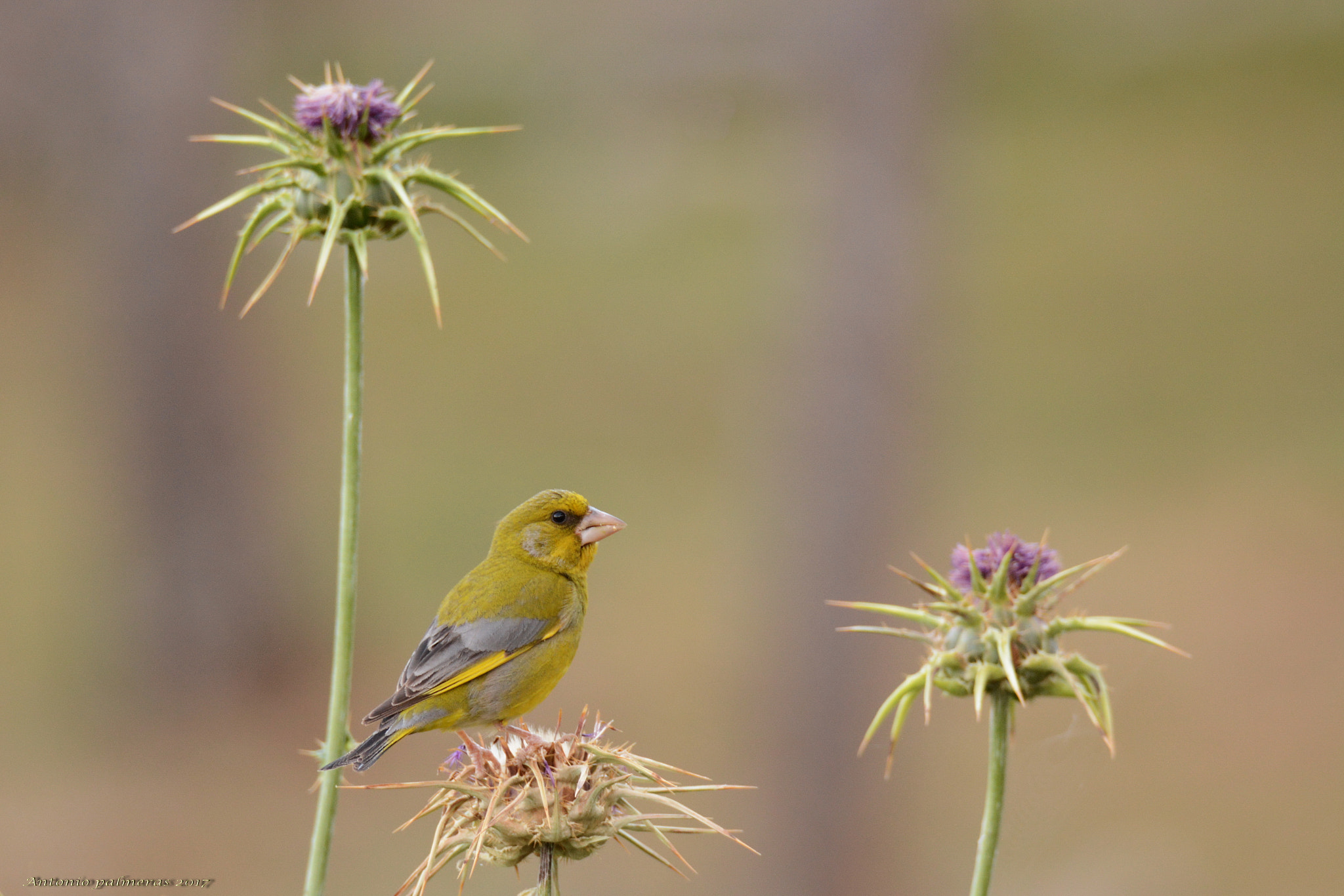 Sigma 150-600mm F5-6.3 DG OS HSM | S sample photo. Verderón photography