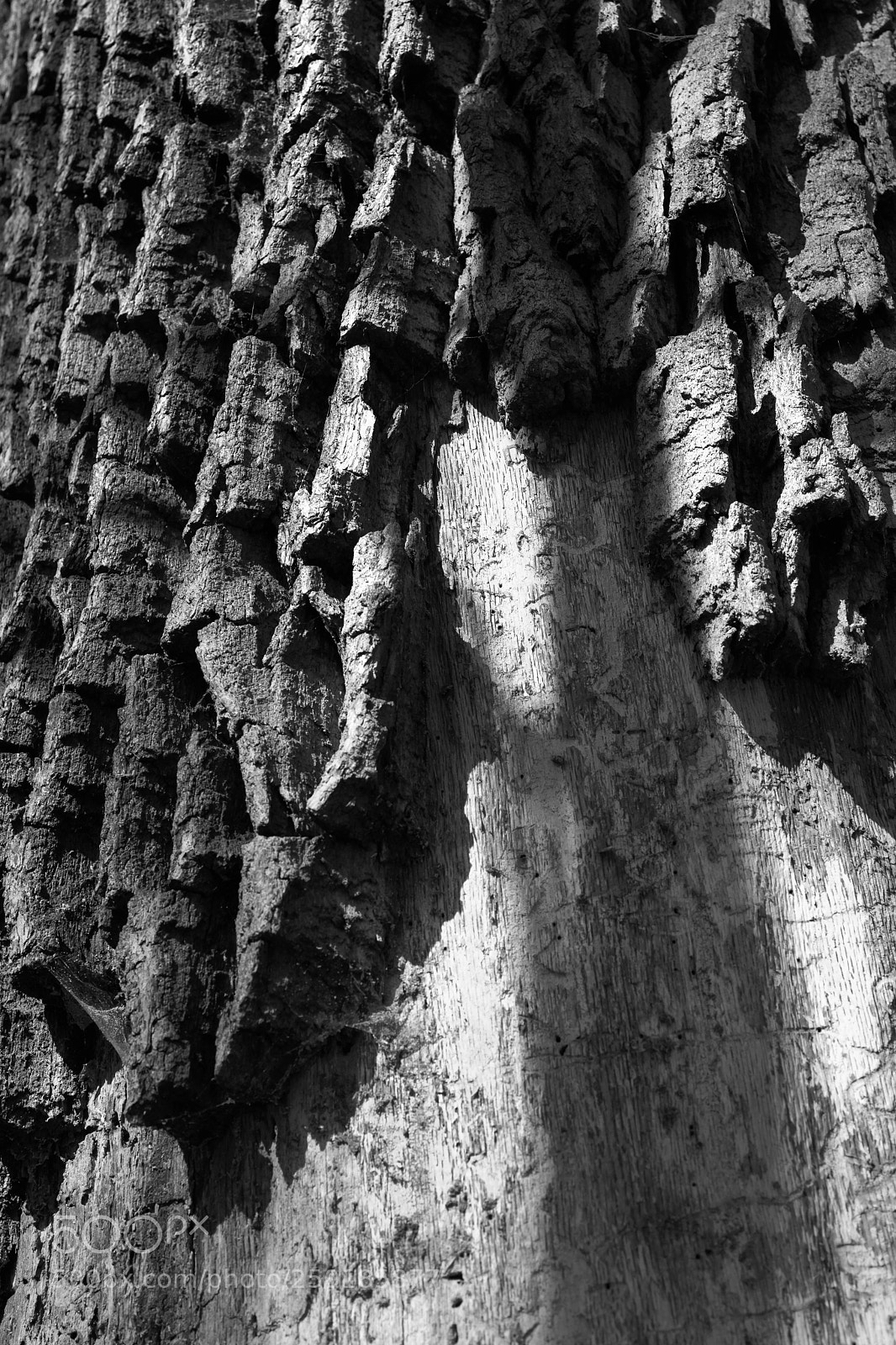 Sony a7 II sample photo. Bark-dome photography