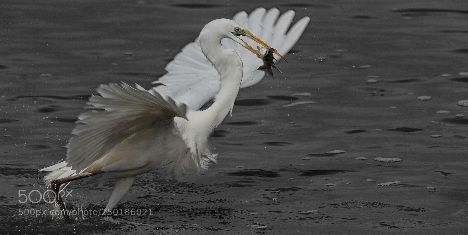 Canon EOS 7D sample photo. Egret... photography