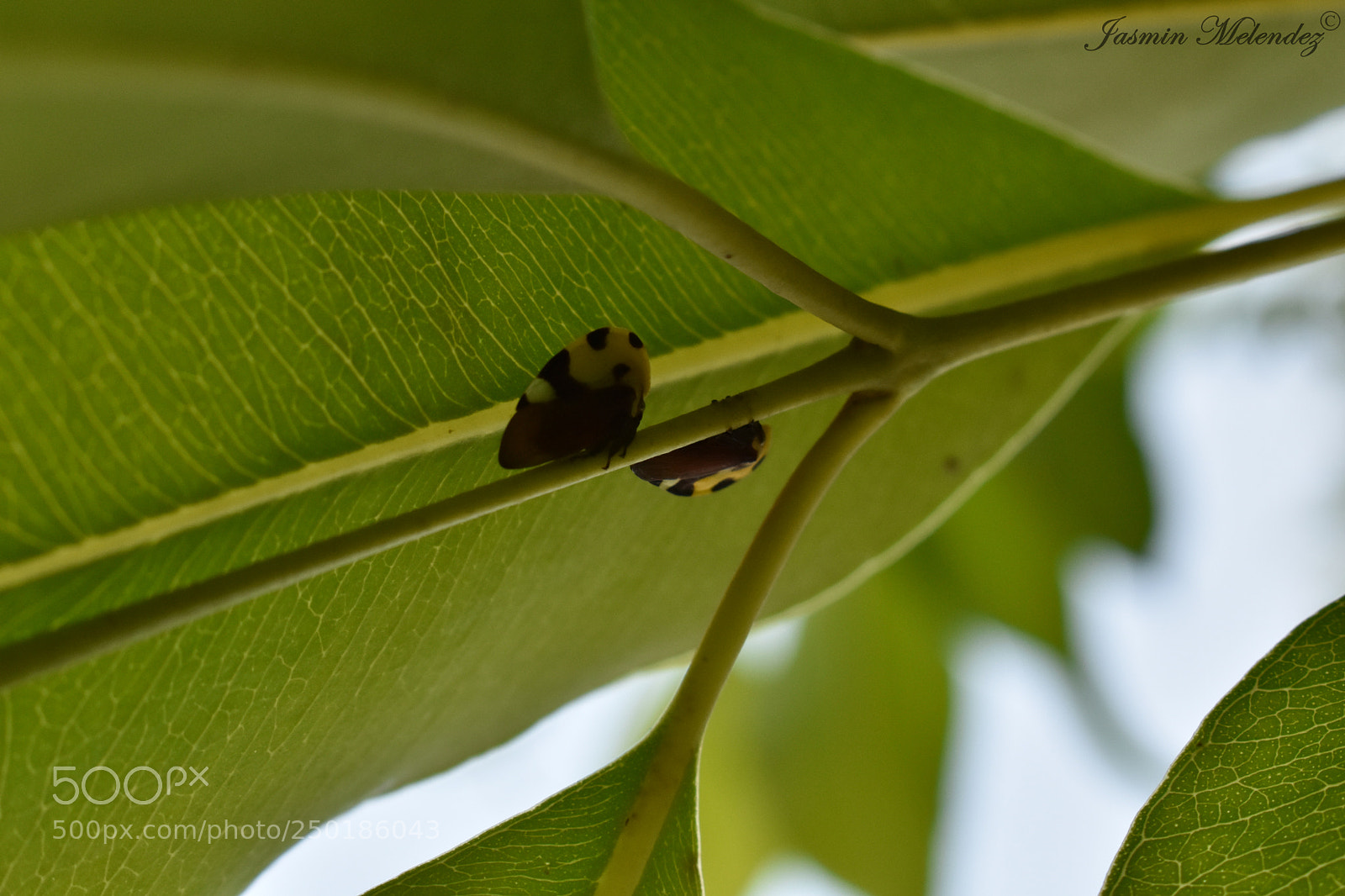 Nikon D3400 sample photo. Eres así perfecta naturaleza photography
