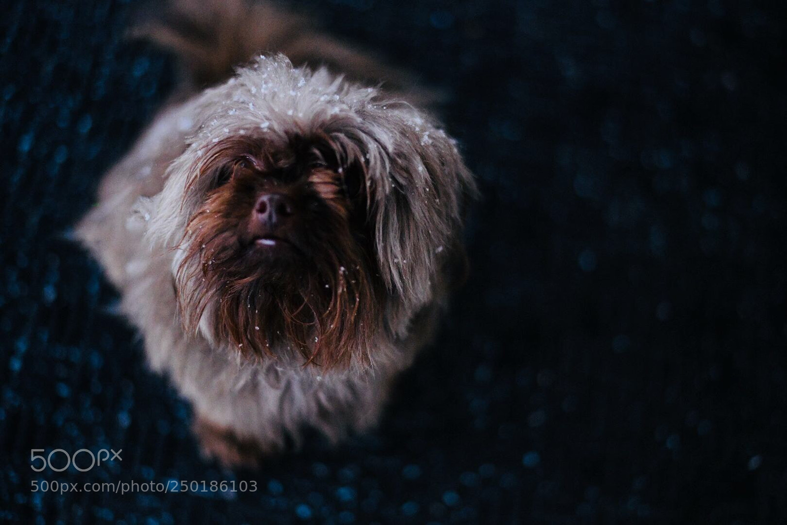 Nikon D850 sample photo. Neon dog  photography