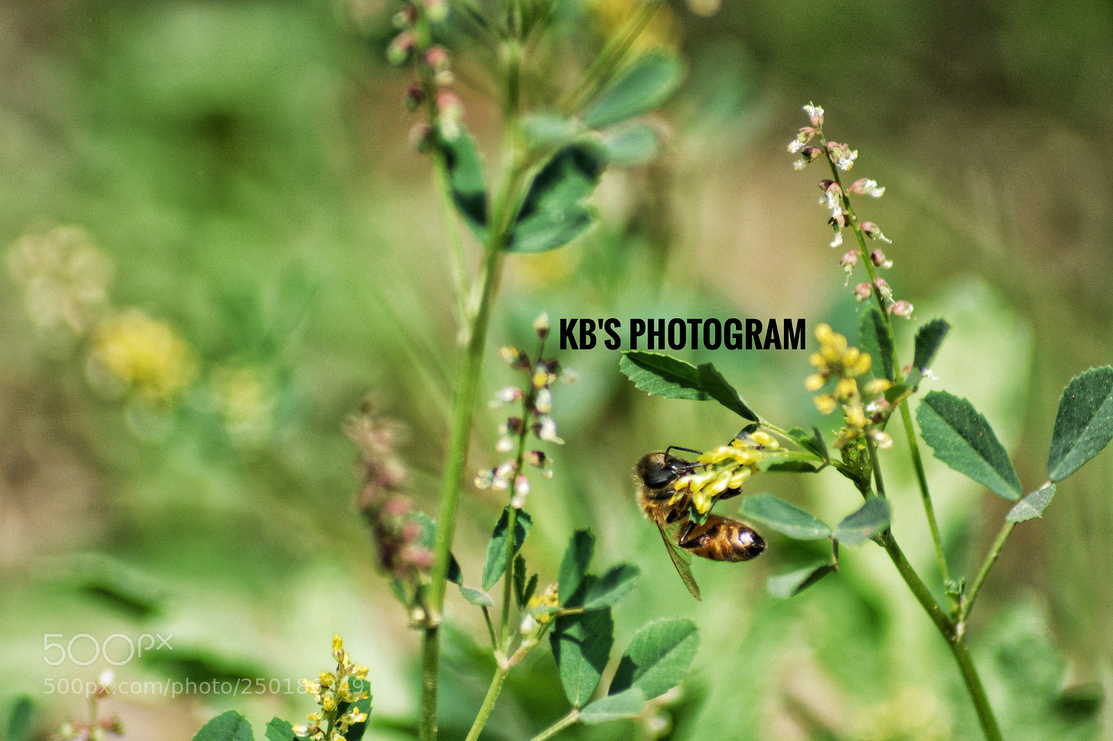 Nikon D5200 sample photo. Honeybee sucking nectar from photography