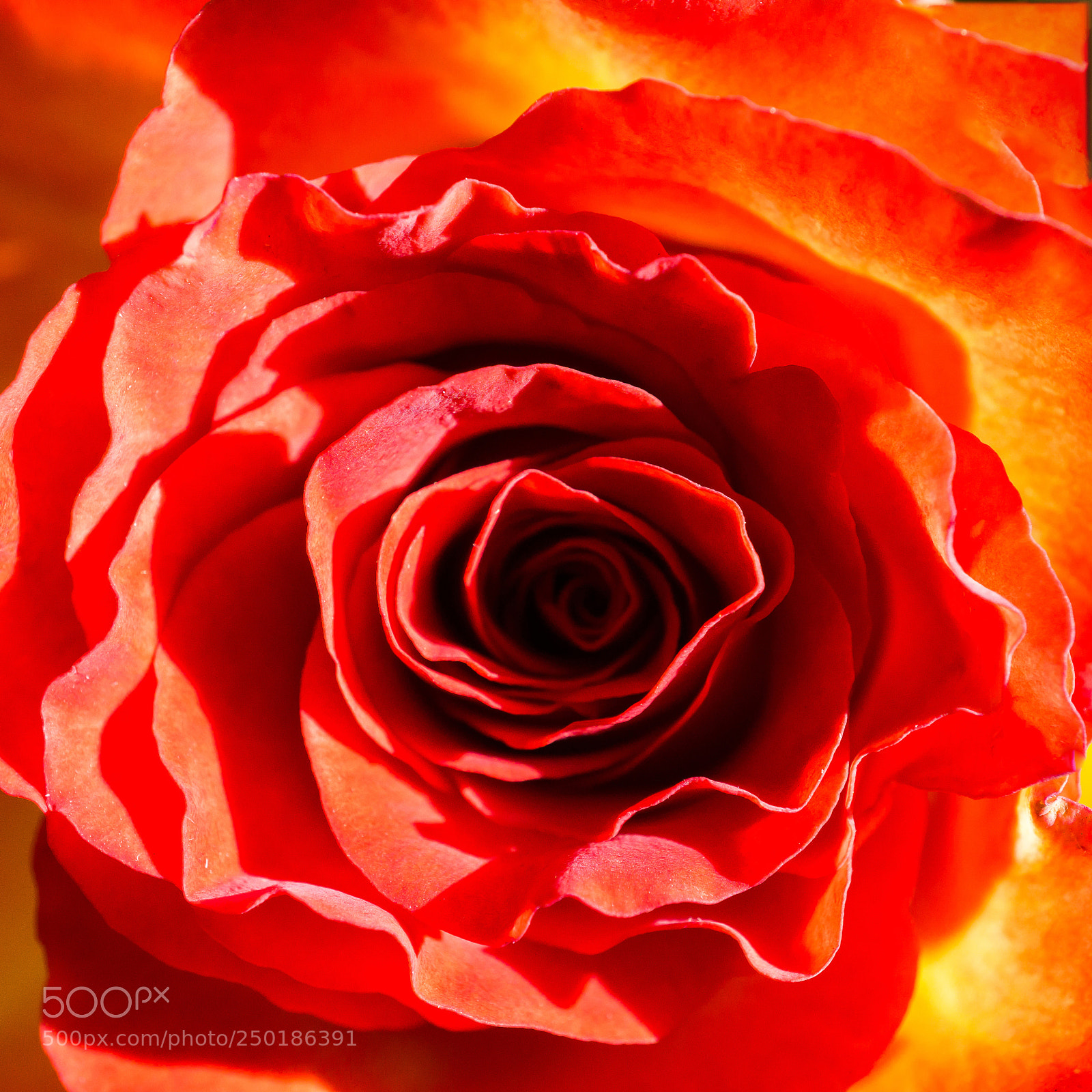 Sony a6000 sample photo. A red-yellow rose in photography