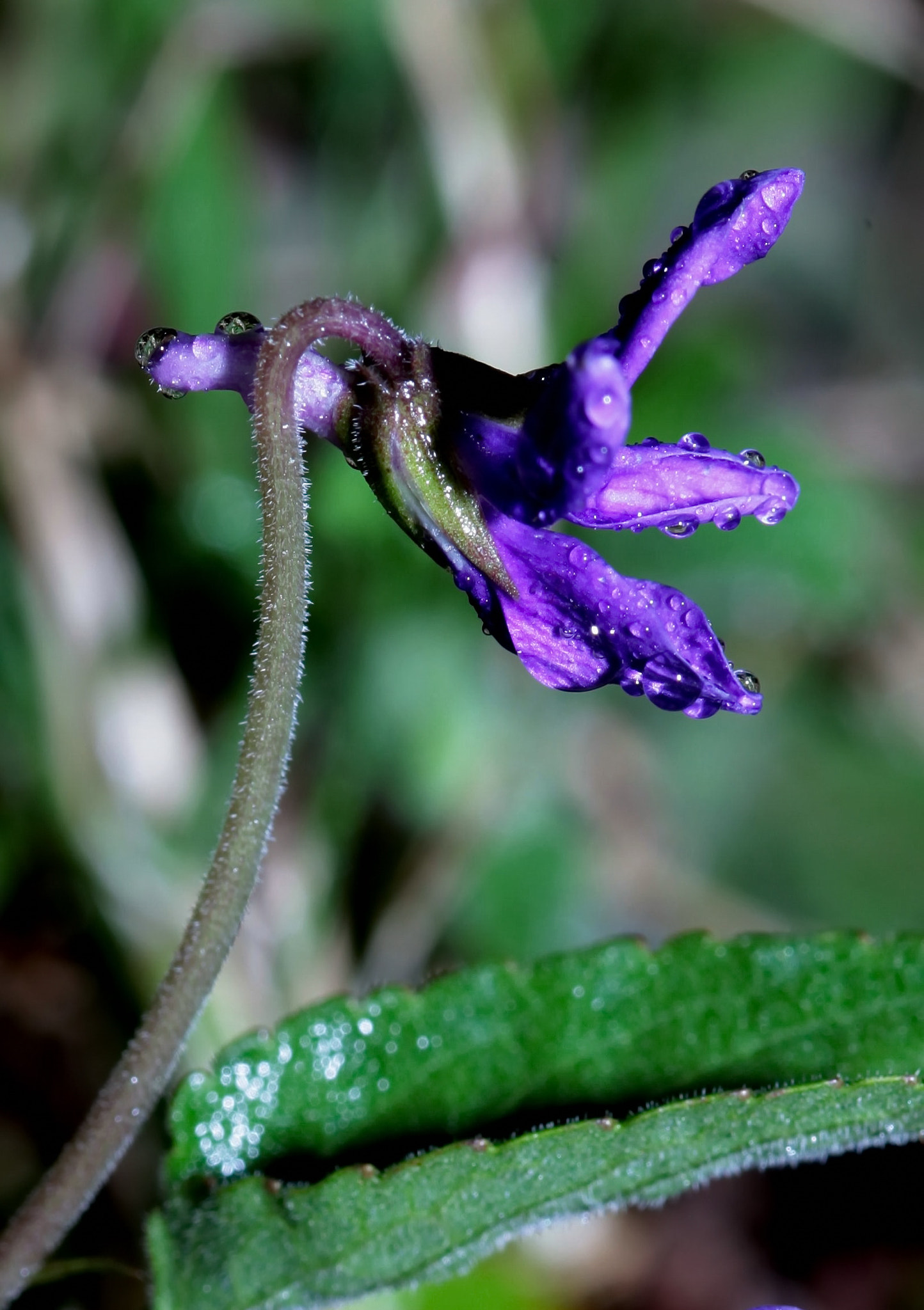 Sigma 105mm F2.8 EX DG Macro sample photo