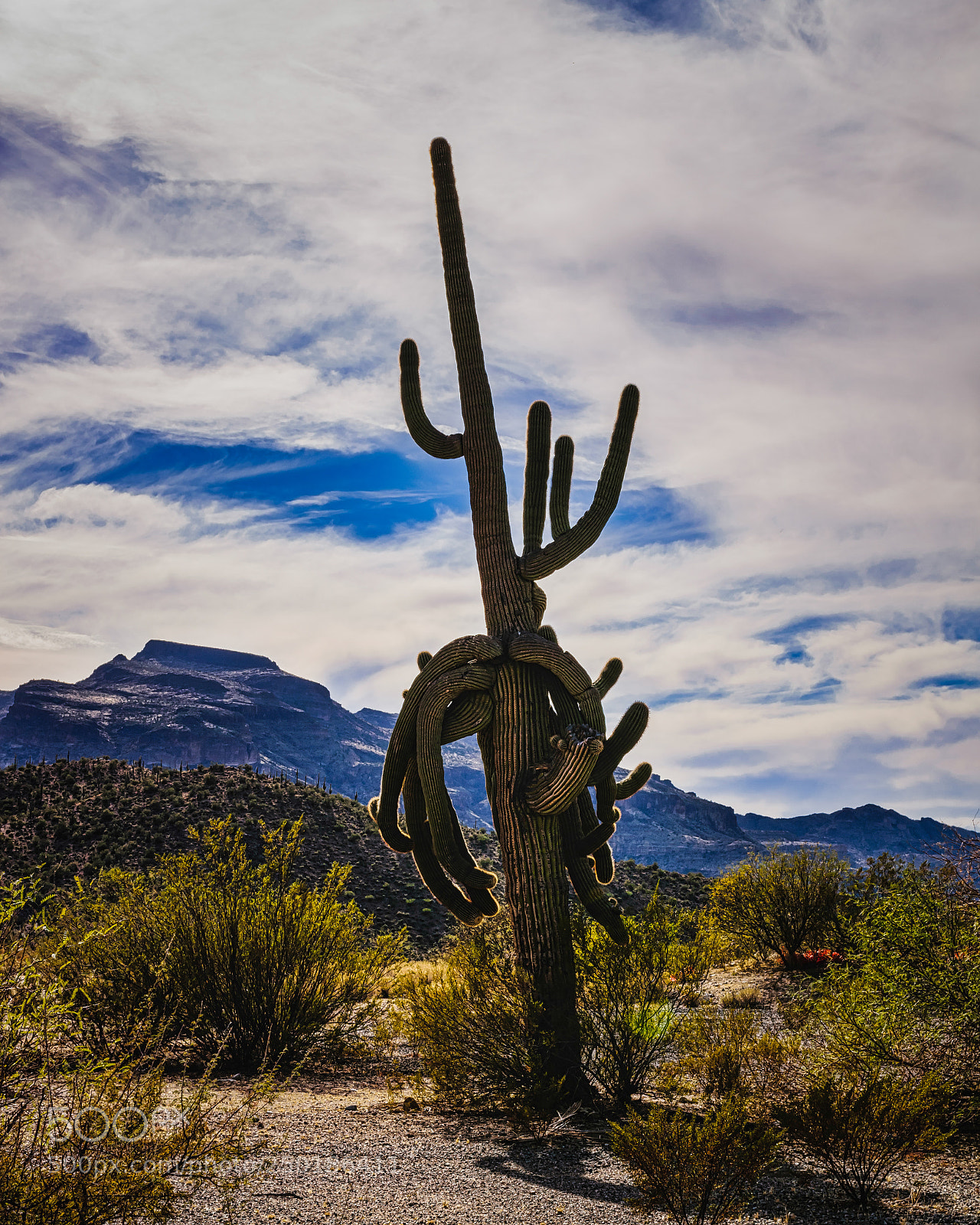Nikon D5300 sample photo. Saguaro cactus photography