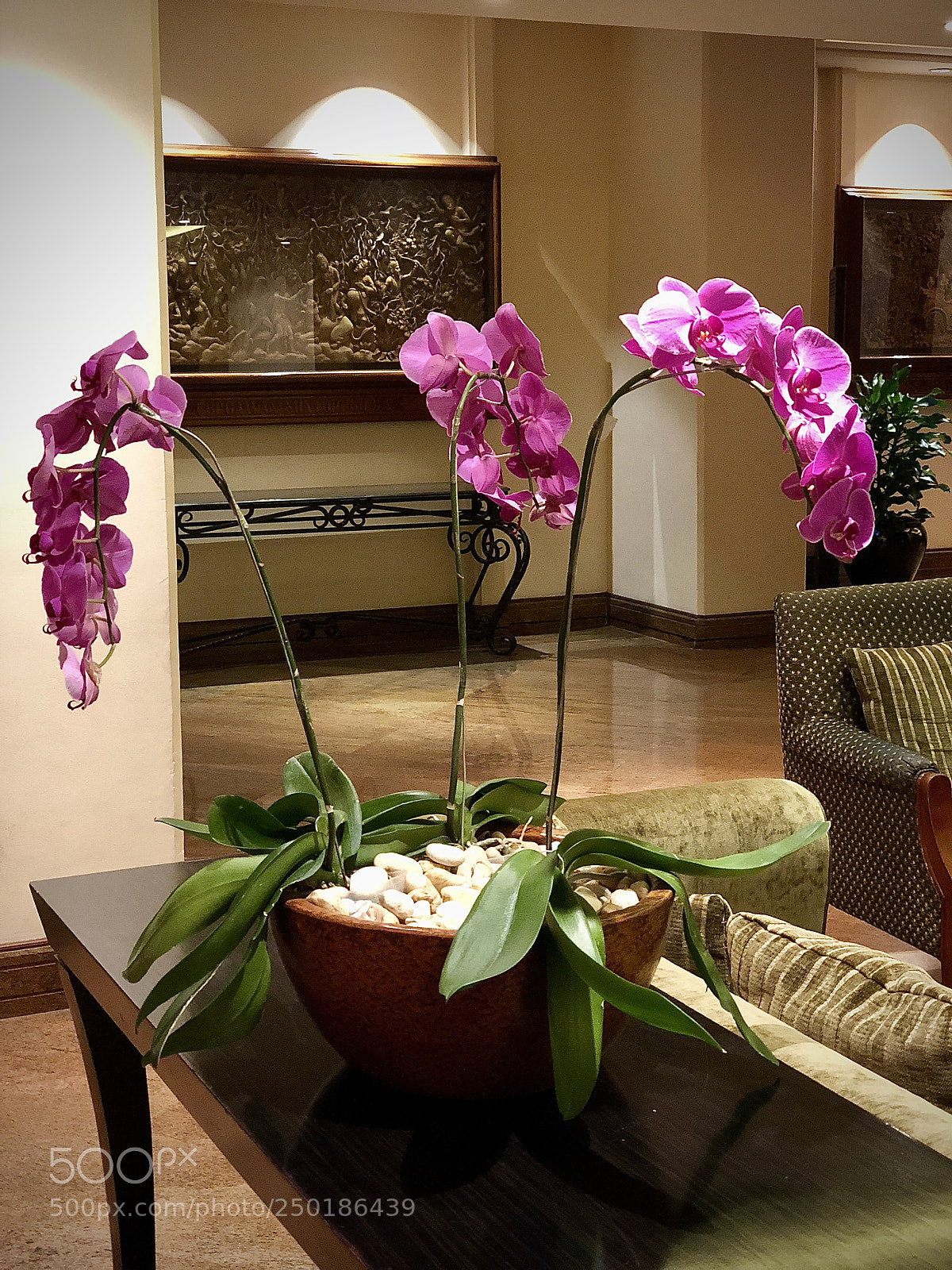 Apple iPhone X sample photo. The orchids.... photography