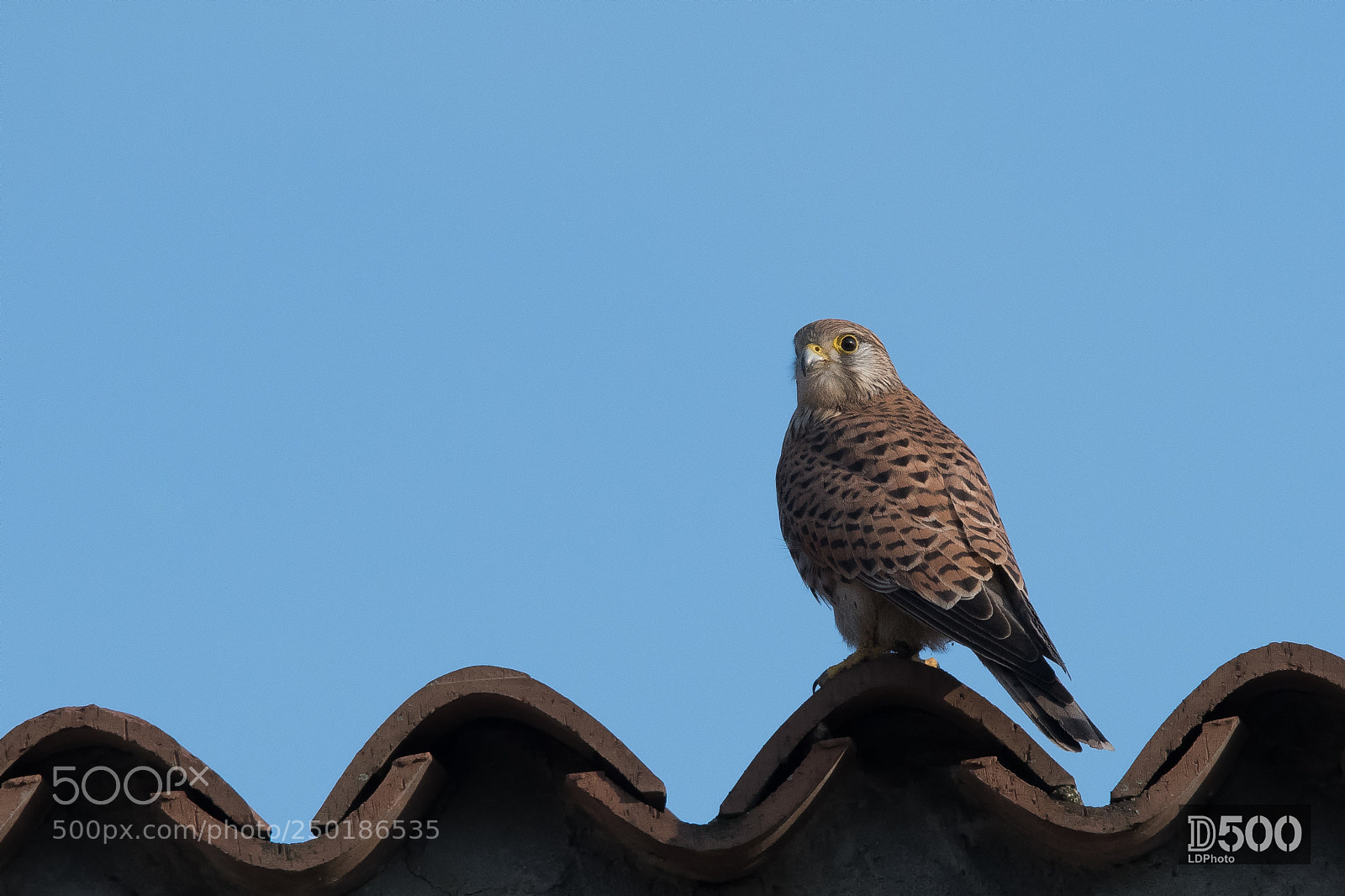 Nikon D500 sample photo. Kestrel - (falco tinninculus) photography