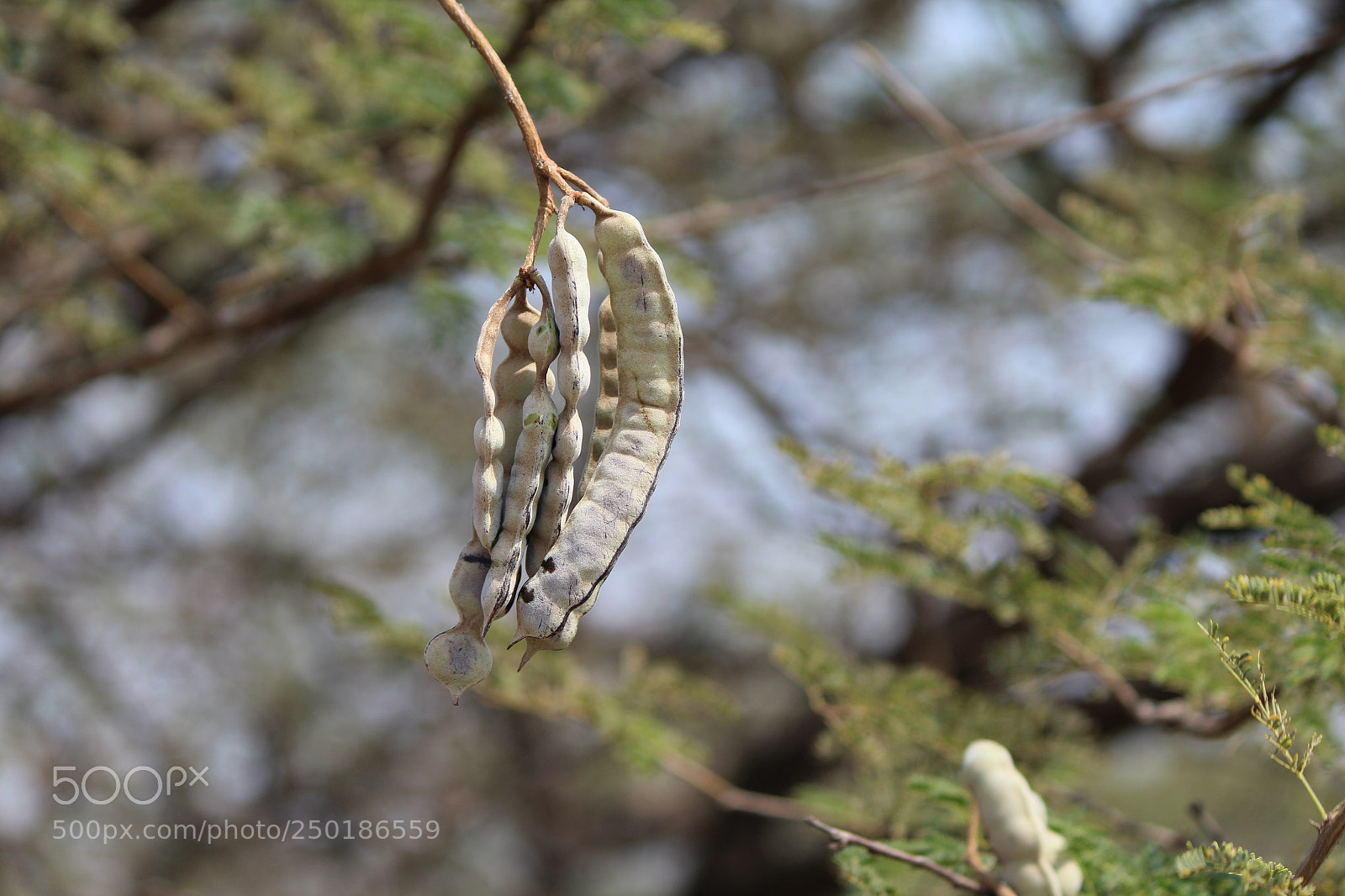 Canon EF-S 55-250mm F4-5.6 IS II sample photo. Shipra photography