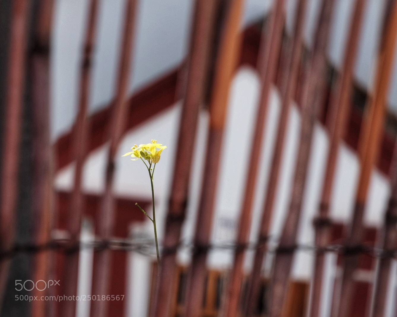 Fujifilm X-T1 sample photo. Untitled photography