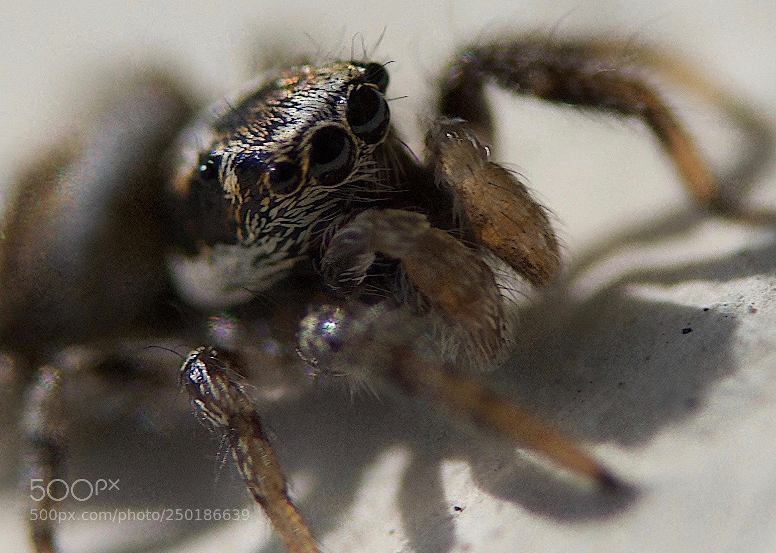 Nikon D7000 sample photo. Macro spider photography