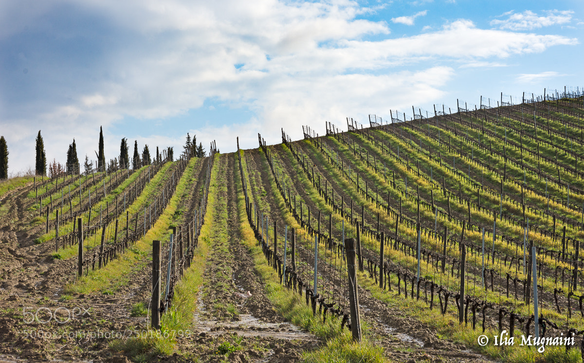 Nikon D7200 sample photo. Minimal vineyards photography