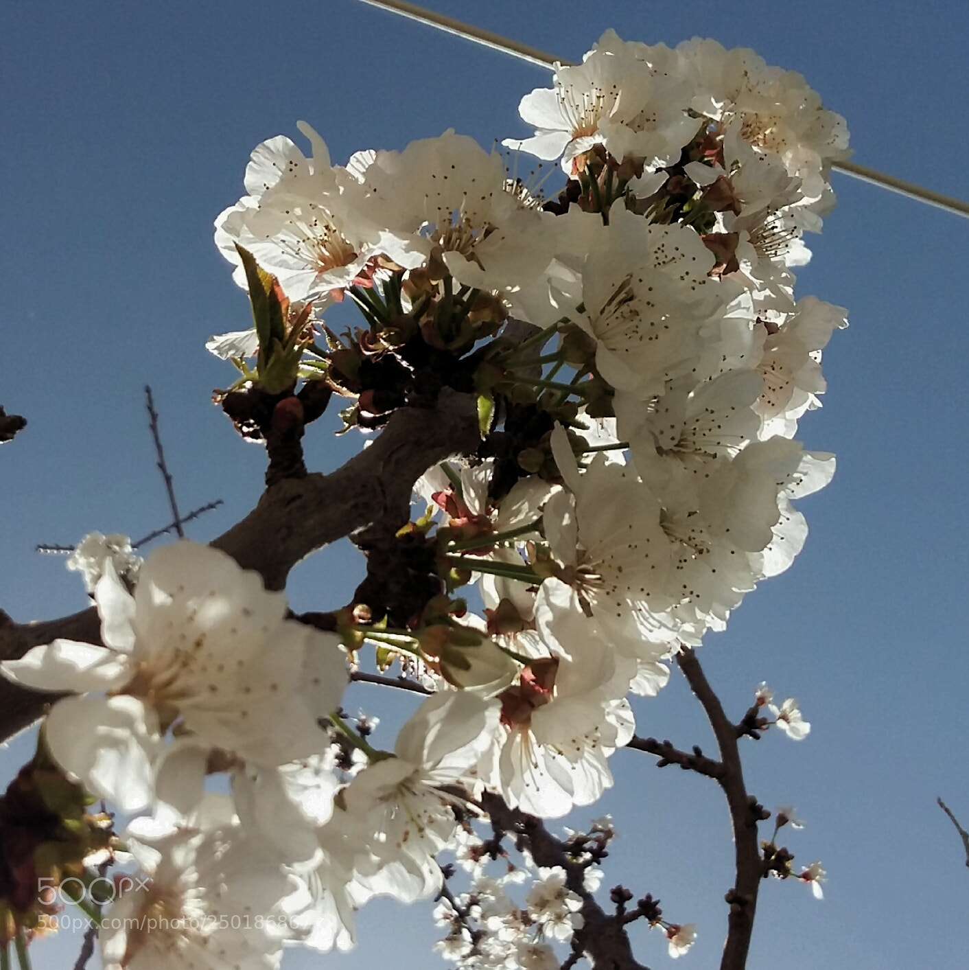 Samsung Galaxy A5 sample photo. Untitled photography
