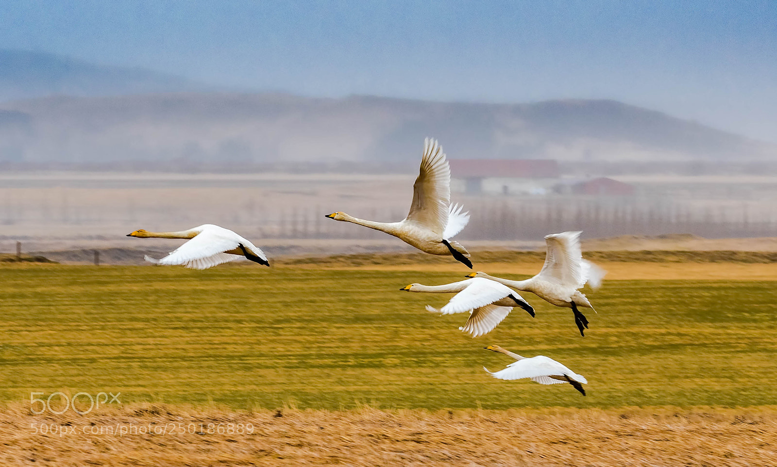 Nikon D500 sample photo. Swan land photography