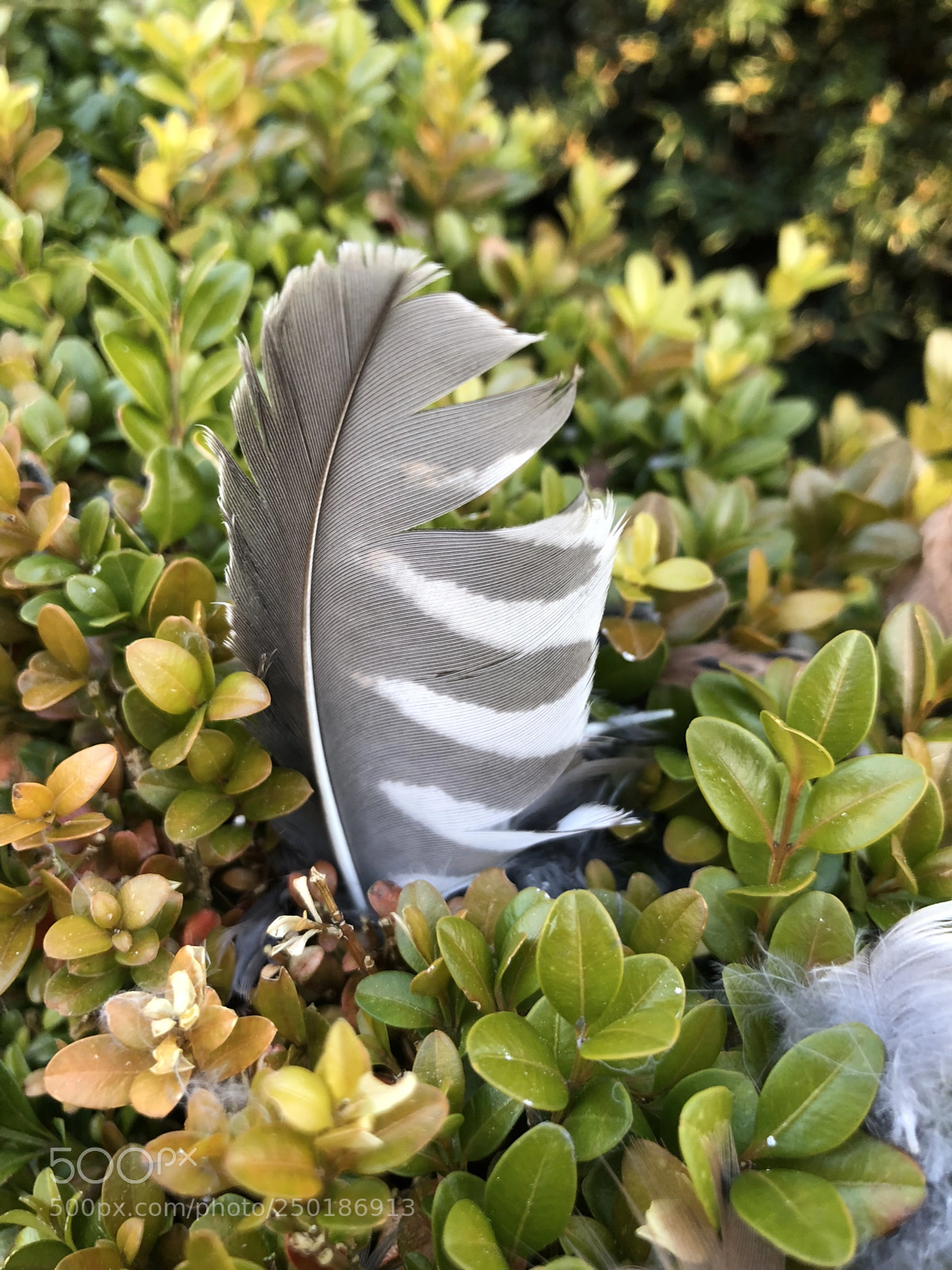 Apple iPhone 8 Plus sample photo. Birdsfeather photography