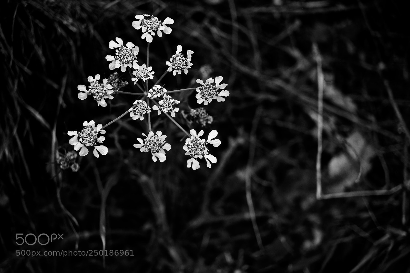 Fujifilm X-T10 sample photo. Untitled photography