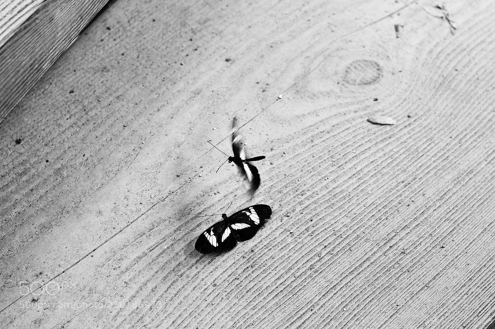 Nikon D3100 sample photo. Aarhus photography