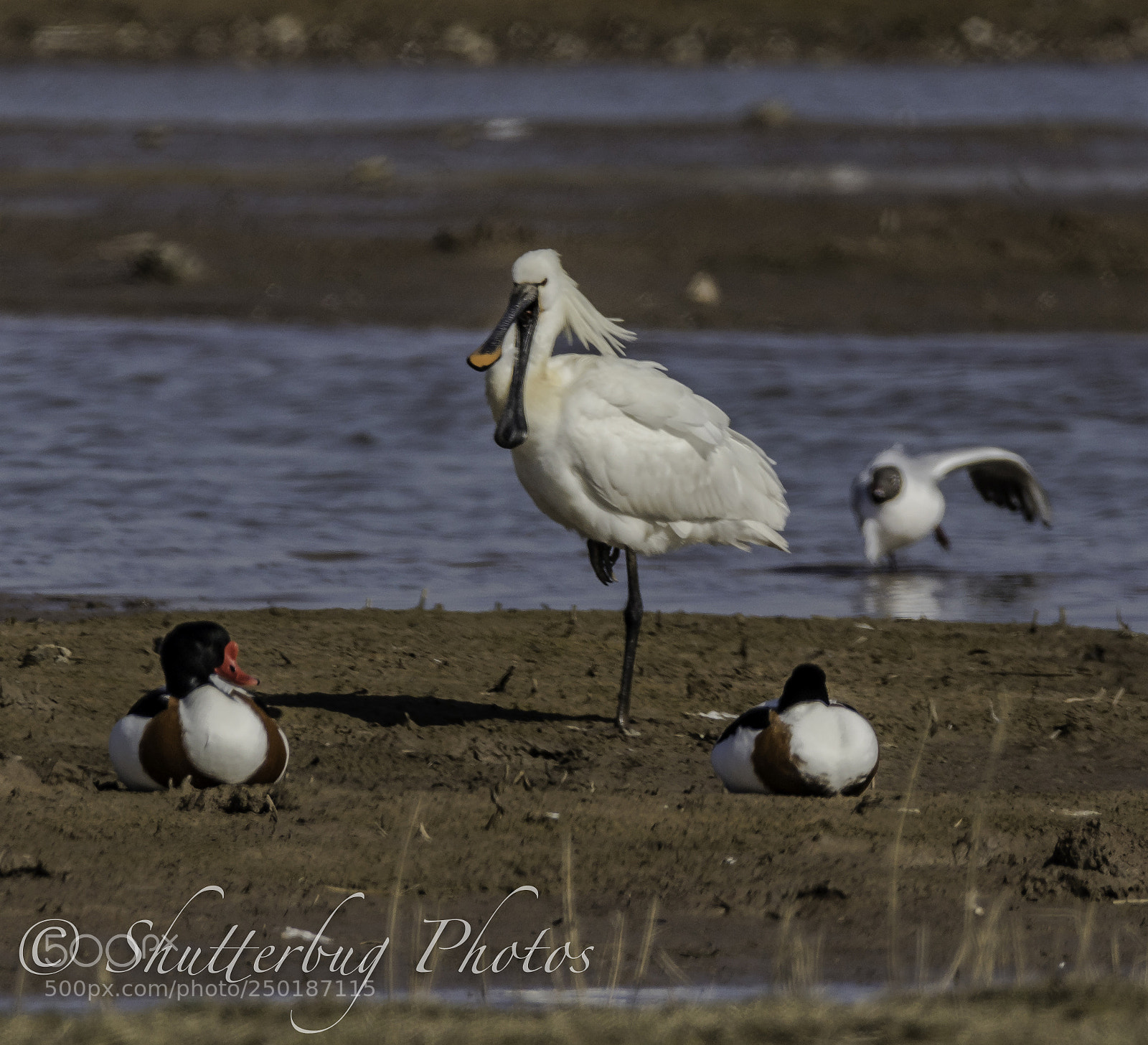 Canon EOS 80D sample photo. Spoonbill photography