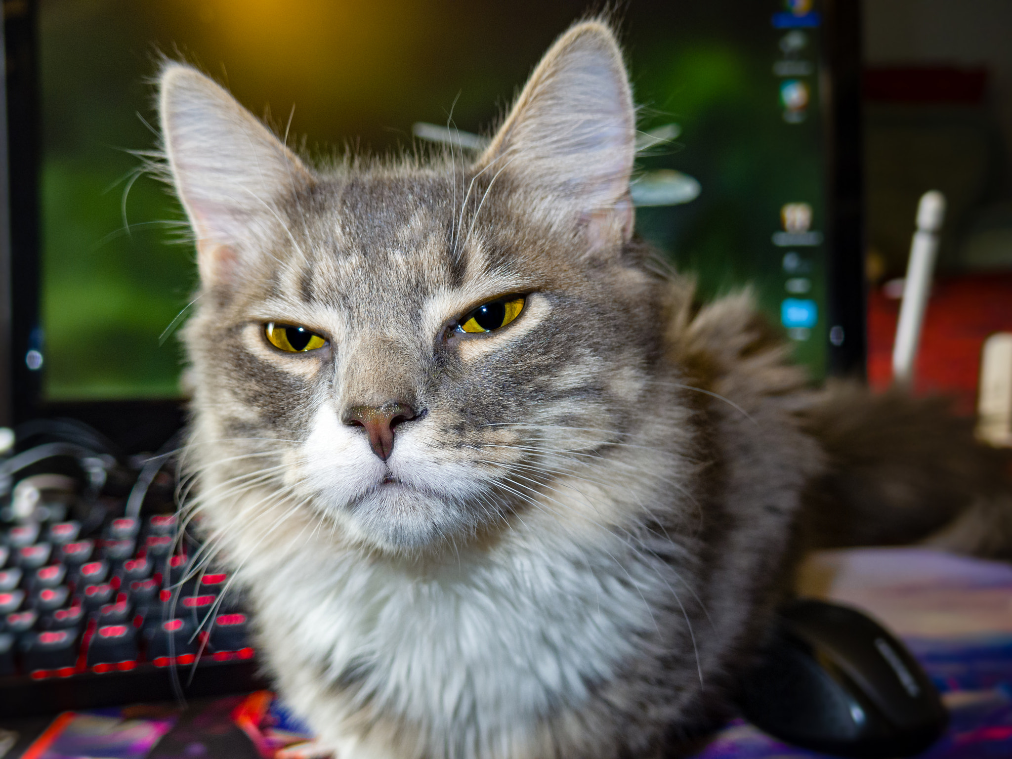 Pentax Q7 sample photo. Mittens does not approve photography