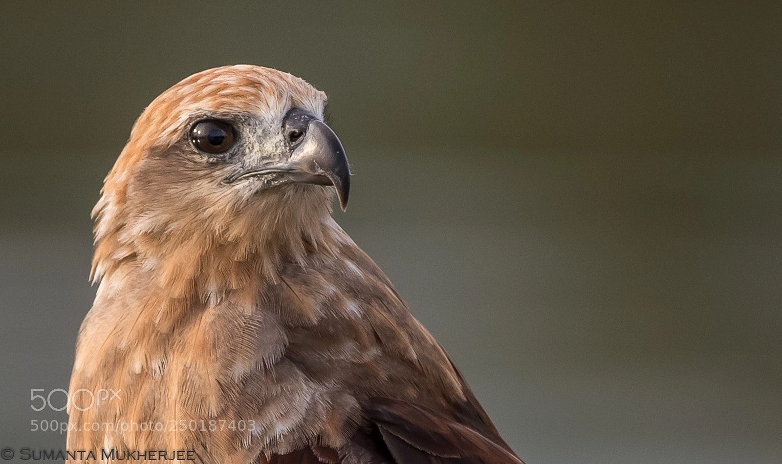 Nikon D810 sample photo. Close-up - long legged photography