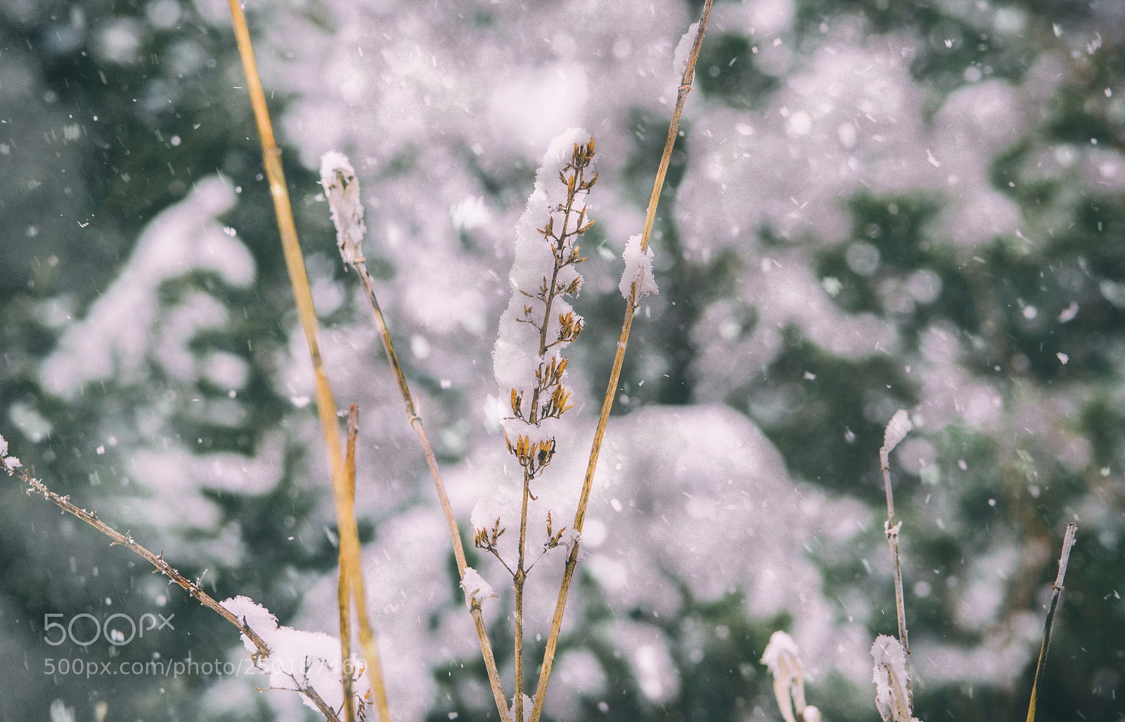 Nikon D7000 sample photo. The fury of winter photography