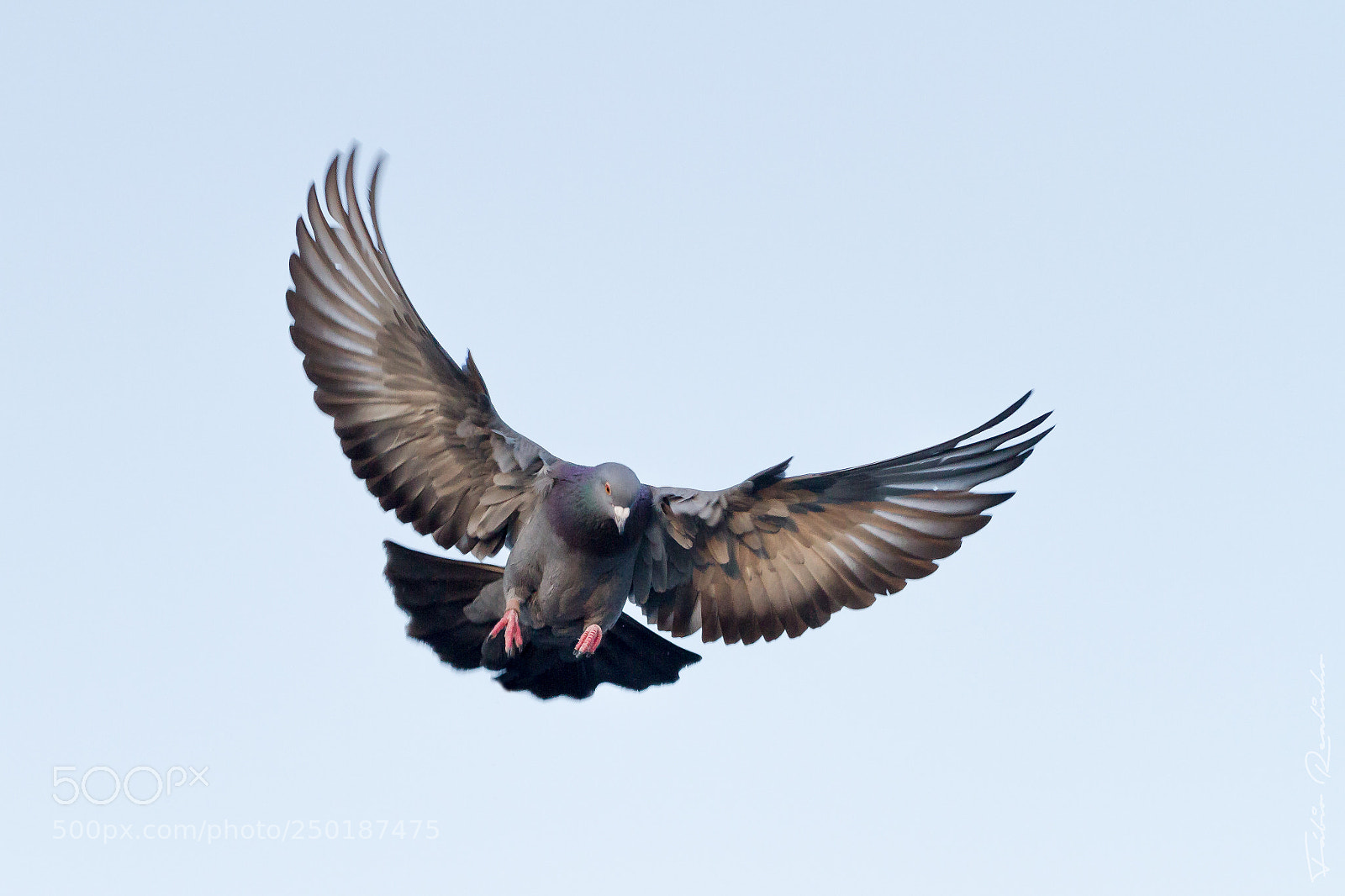 Canon EOS 7D sample photo. Fly photography
