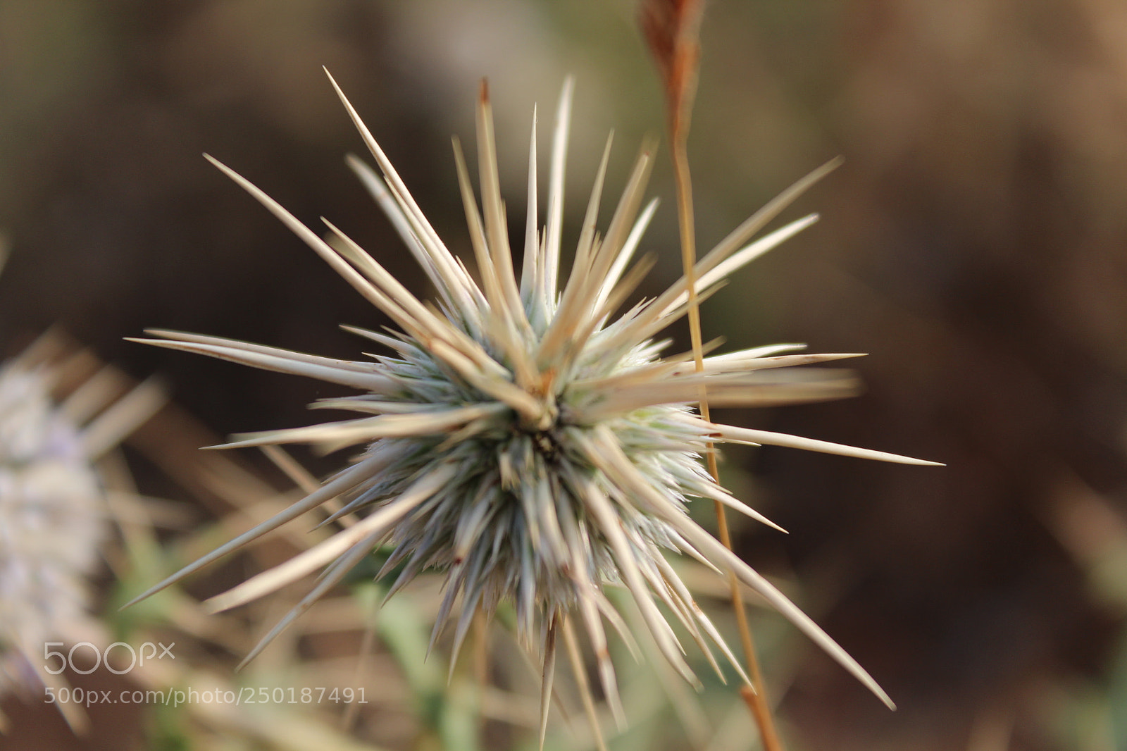 Canon EOS 1200D (EOS Rebel T5 / EOS Kiss X70 / EOS Hi) sample photo. Shipra photography