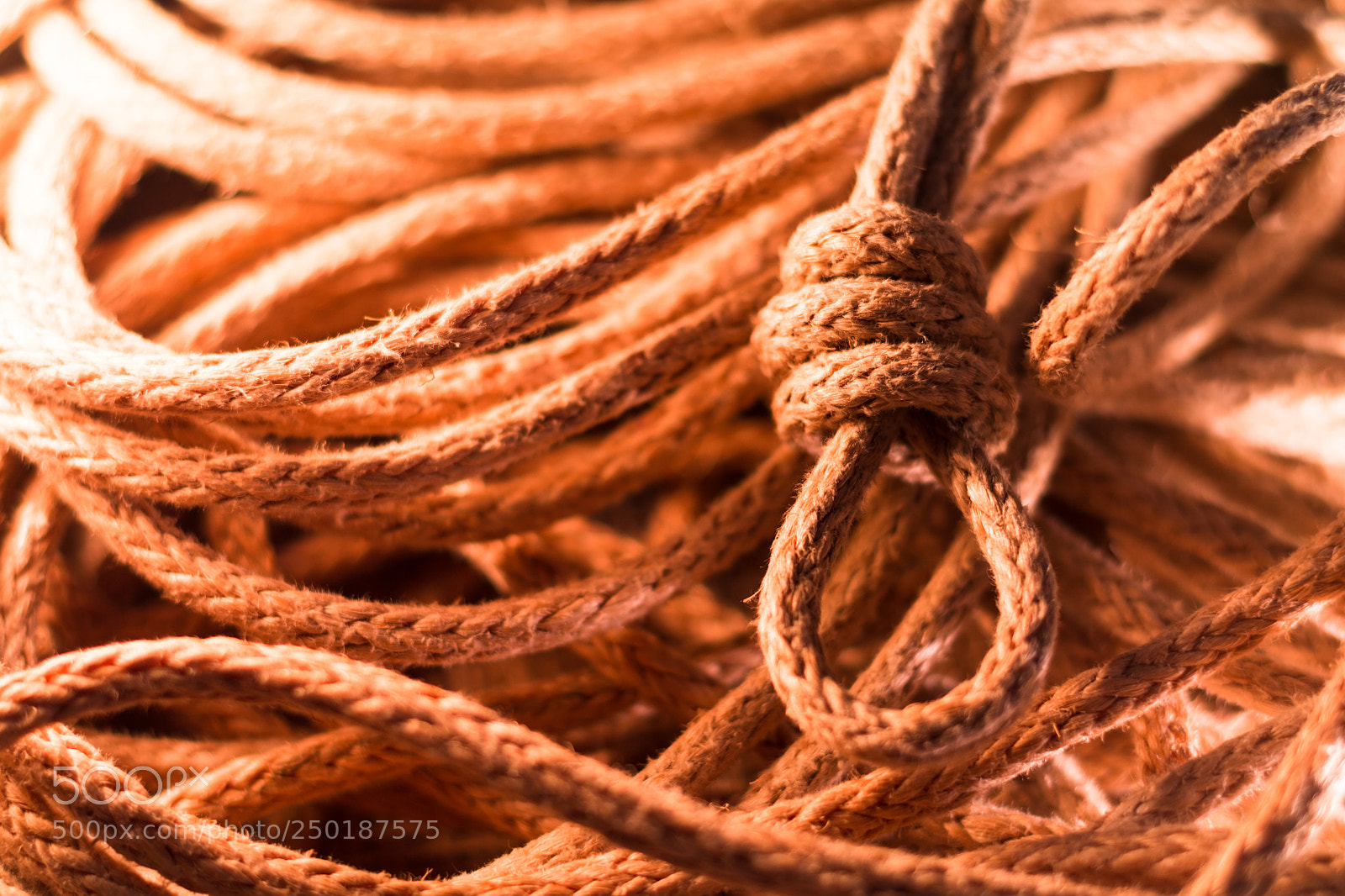 Nikon D7200 sample photo. The last knot photography