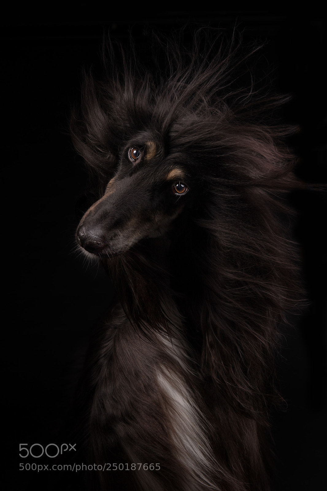 Canon EOS-1D X sample photo. Bad hair day photography