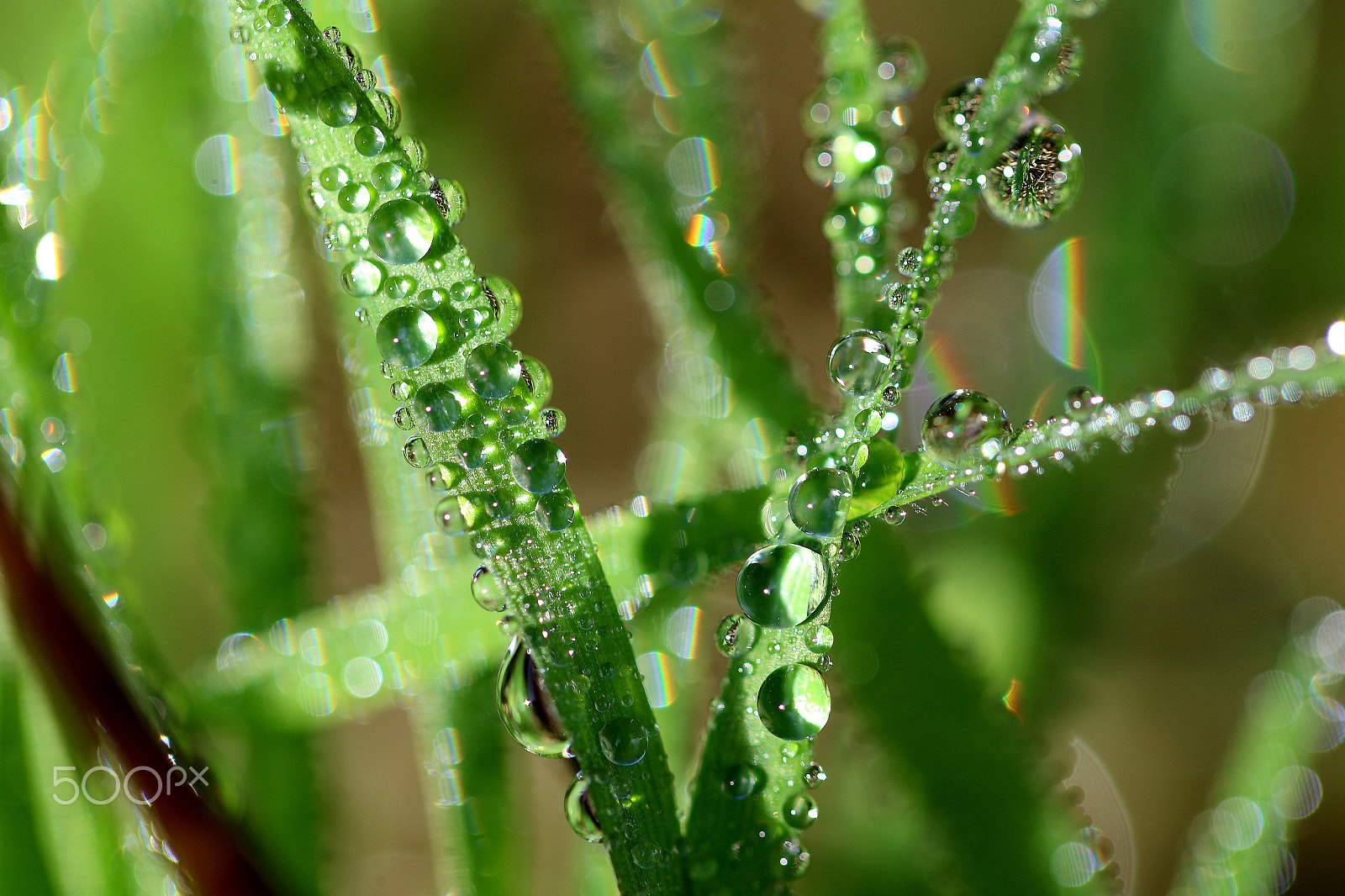 Canon EF 100mm F2.8L Macro IS USM sample photo. Emerald green photography