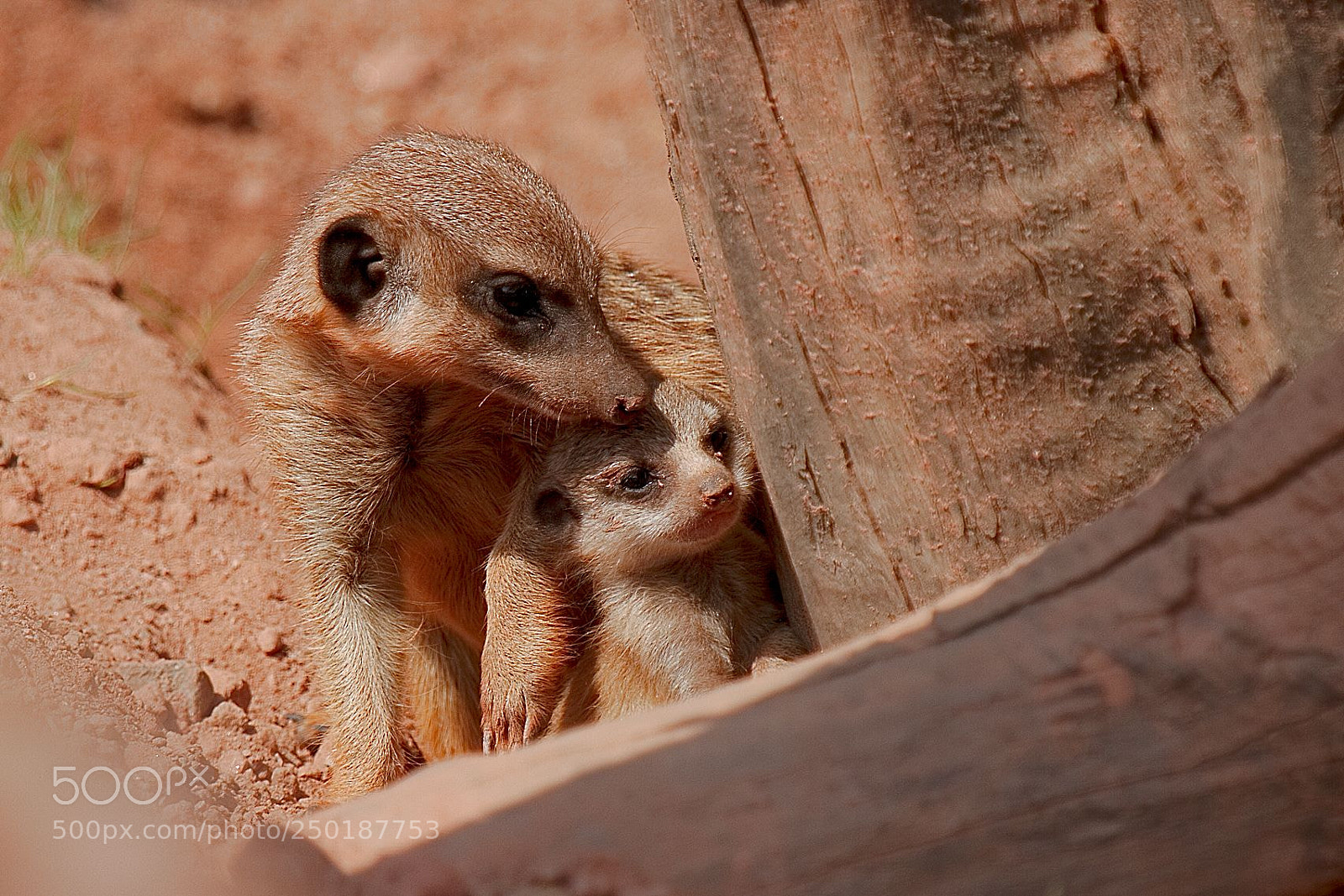 Canon EOS 7D sample photo. Meerkat with baby photography