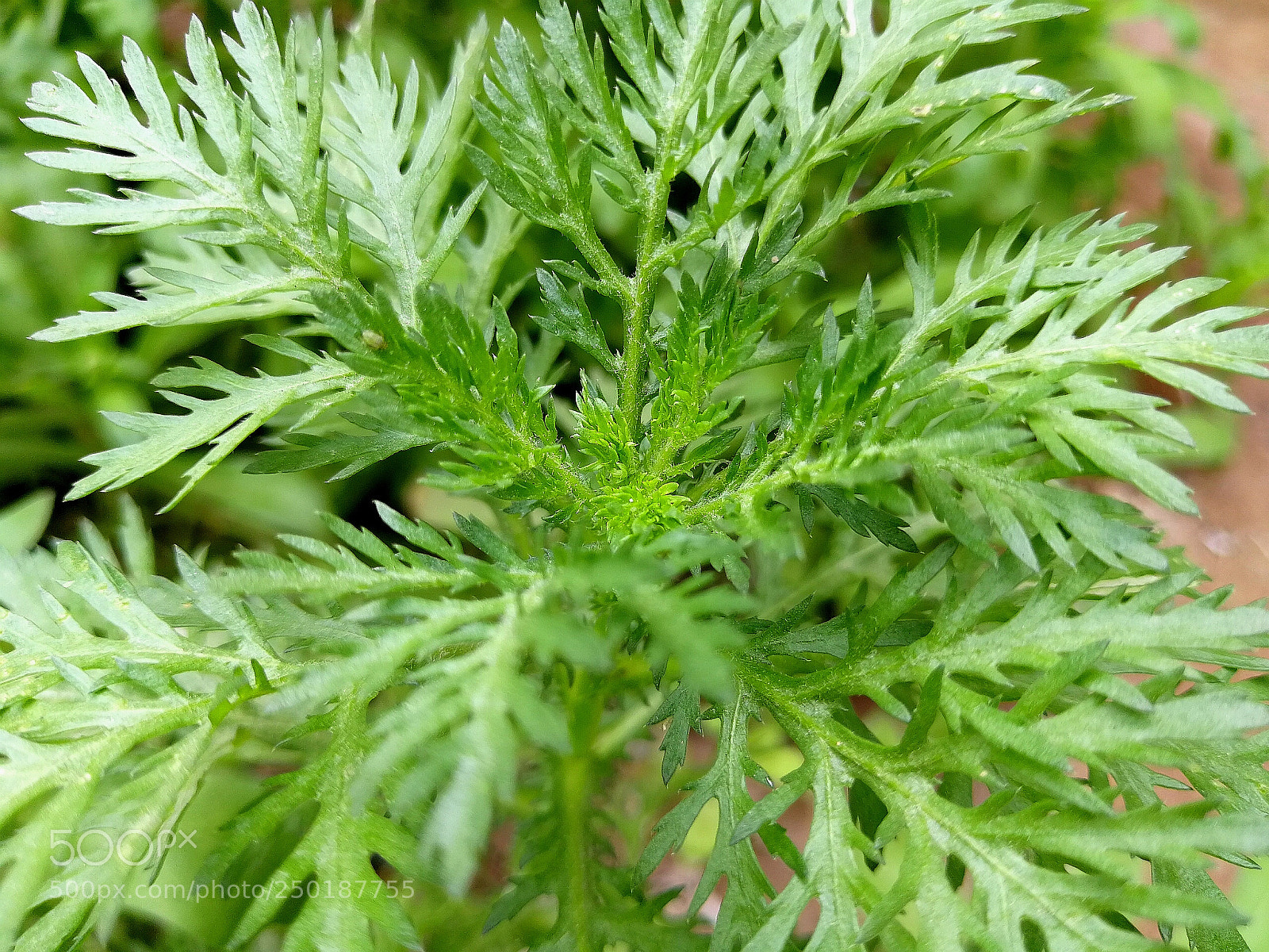 HUAWEI P10 Plus sample photo. Amazing green photography