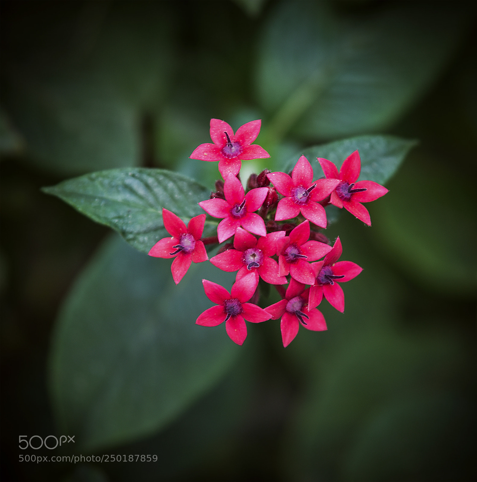 Nikon D600 sample photo. Red flowers in moody photography