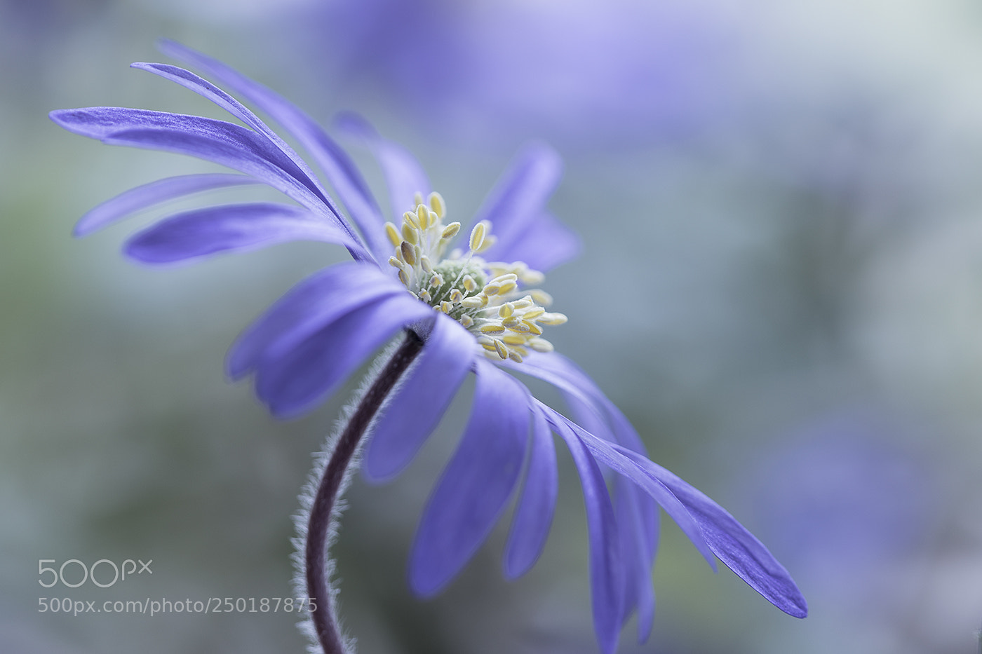 Canon EOS 7D Mark II sample photo. Anemone photography