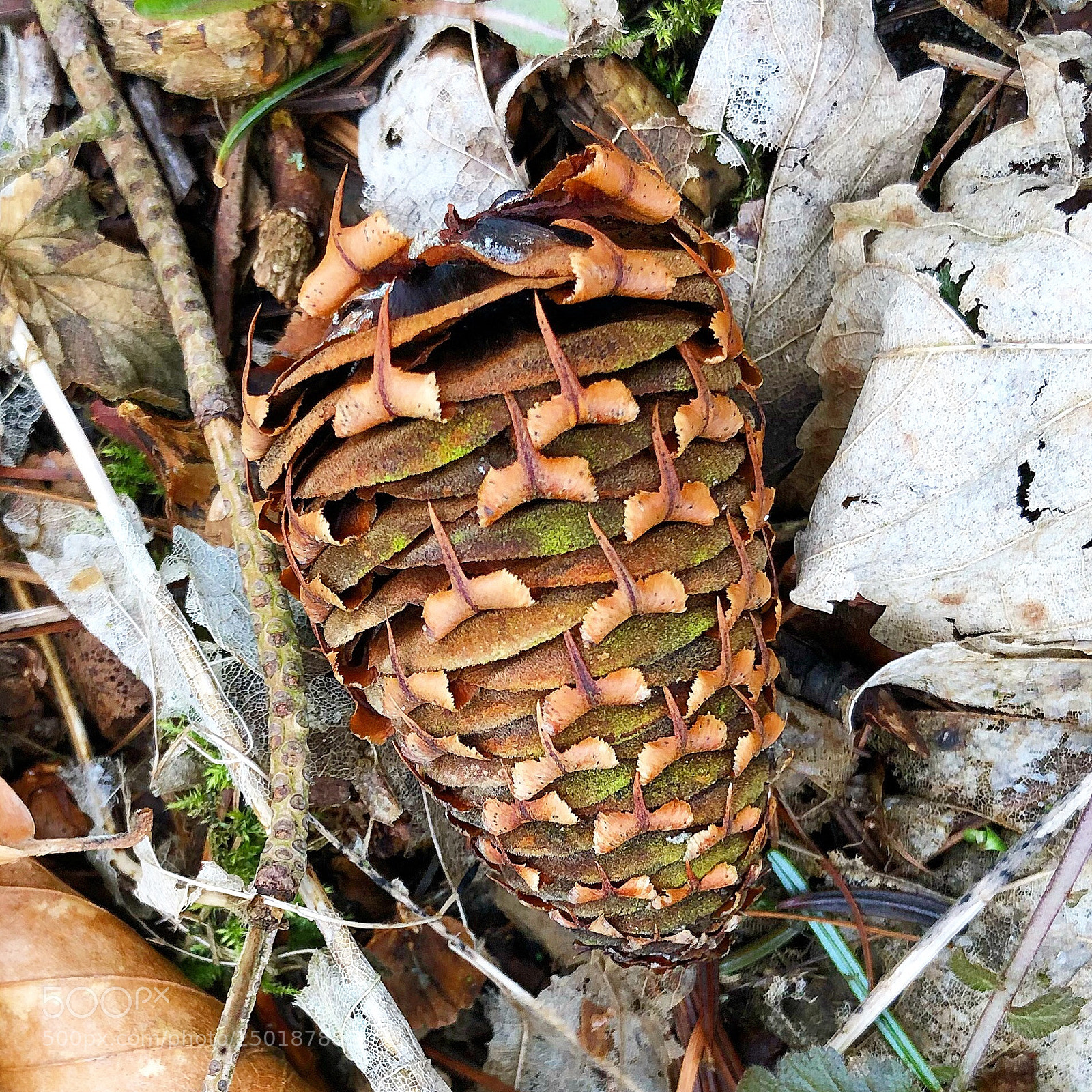 Apple iPhone 8 Plus sample photo. Cone photography